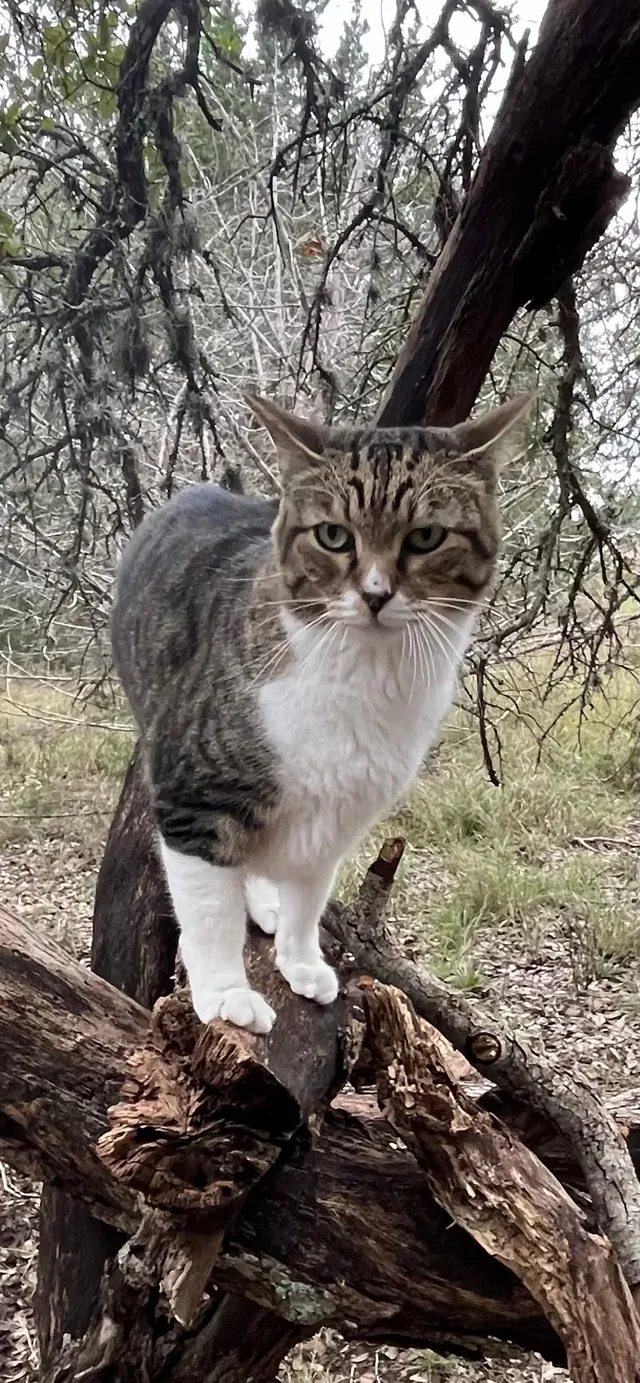 Dusty - Capano Creek, Boerne