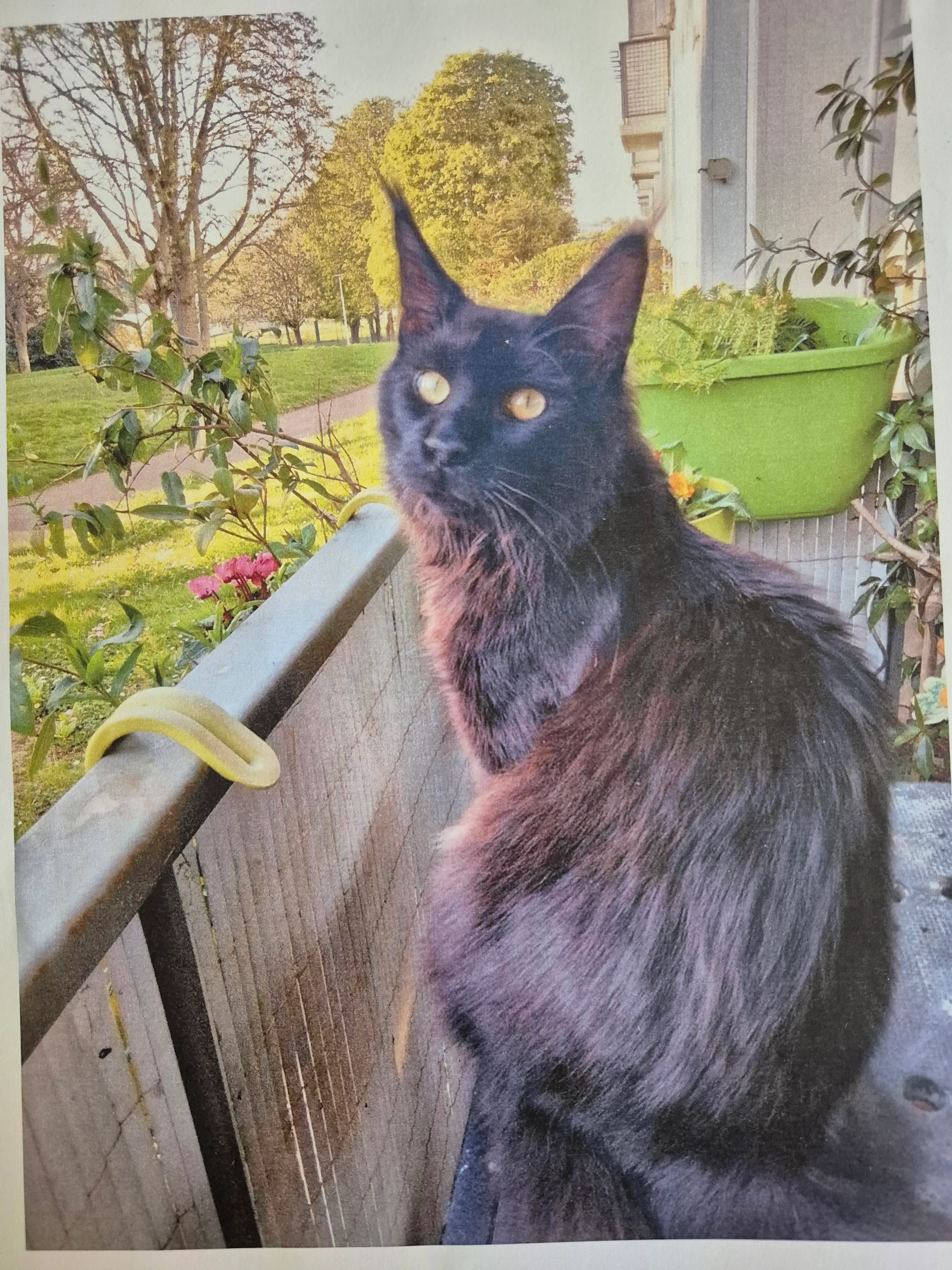 Vadim - Rue René Loustalot, Saint-Paul-lès-Dax