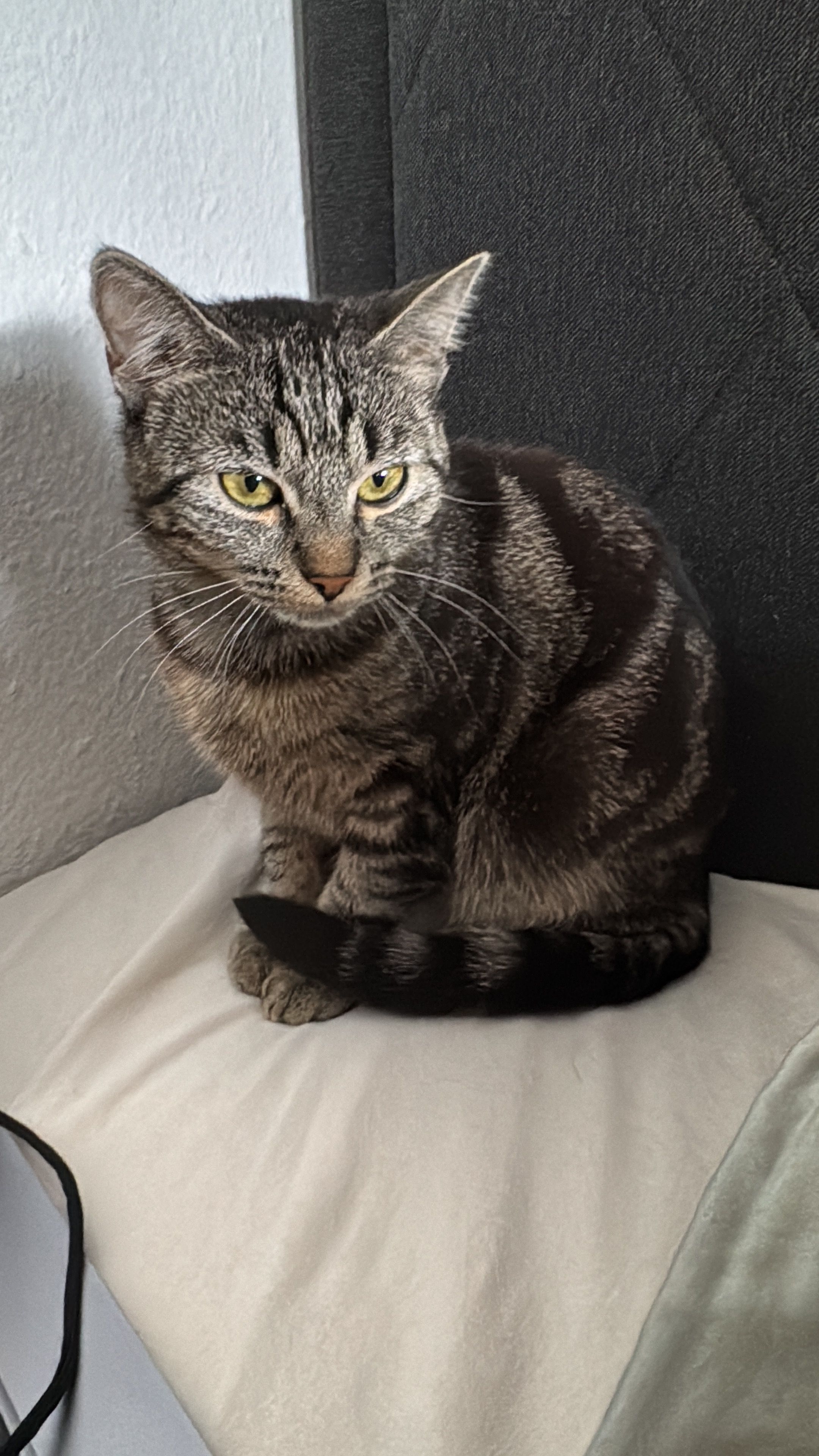 Yuumi - Webergasse, Pfullendorf