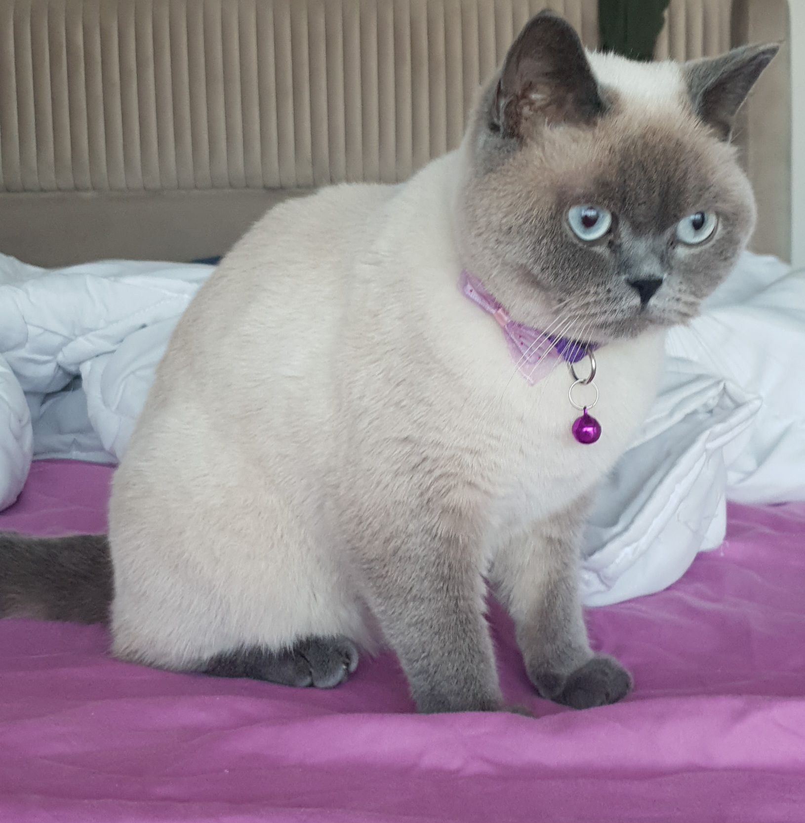 Dalia - Arzu Sokak, Yalova