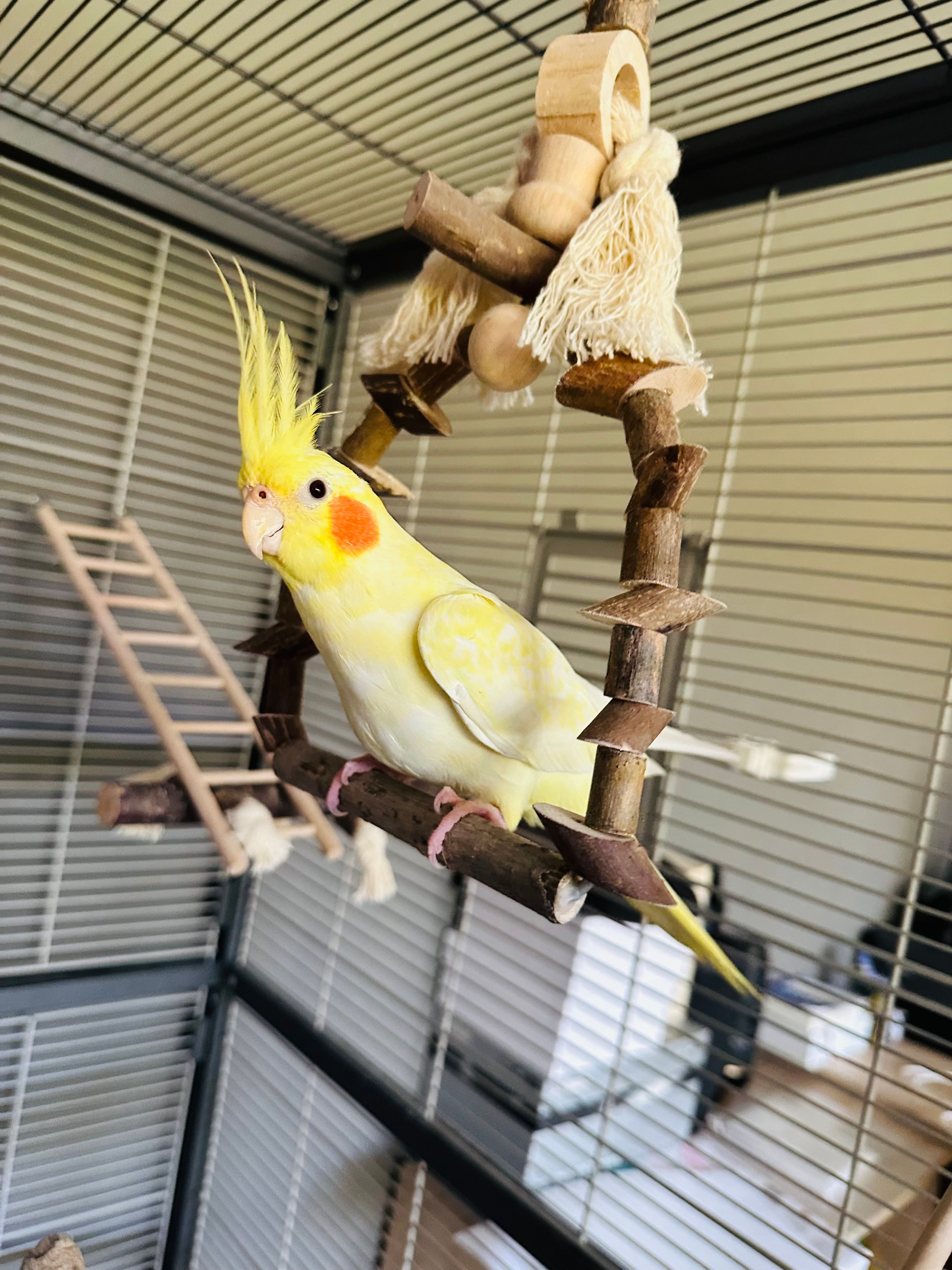 Chico  - Valentin-Feldmann-Straße, Schönebeck