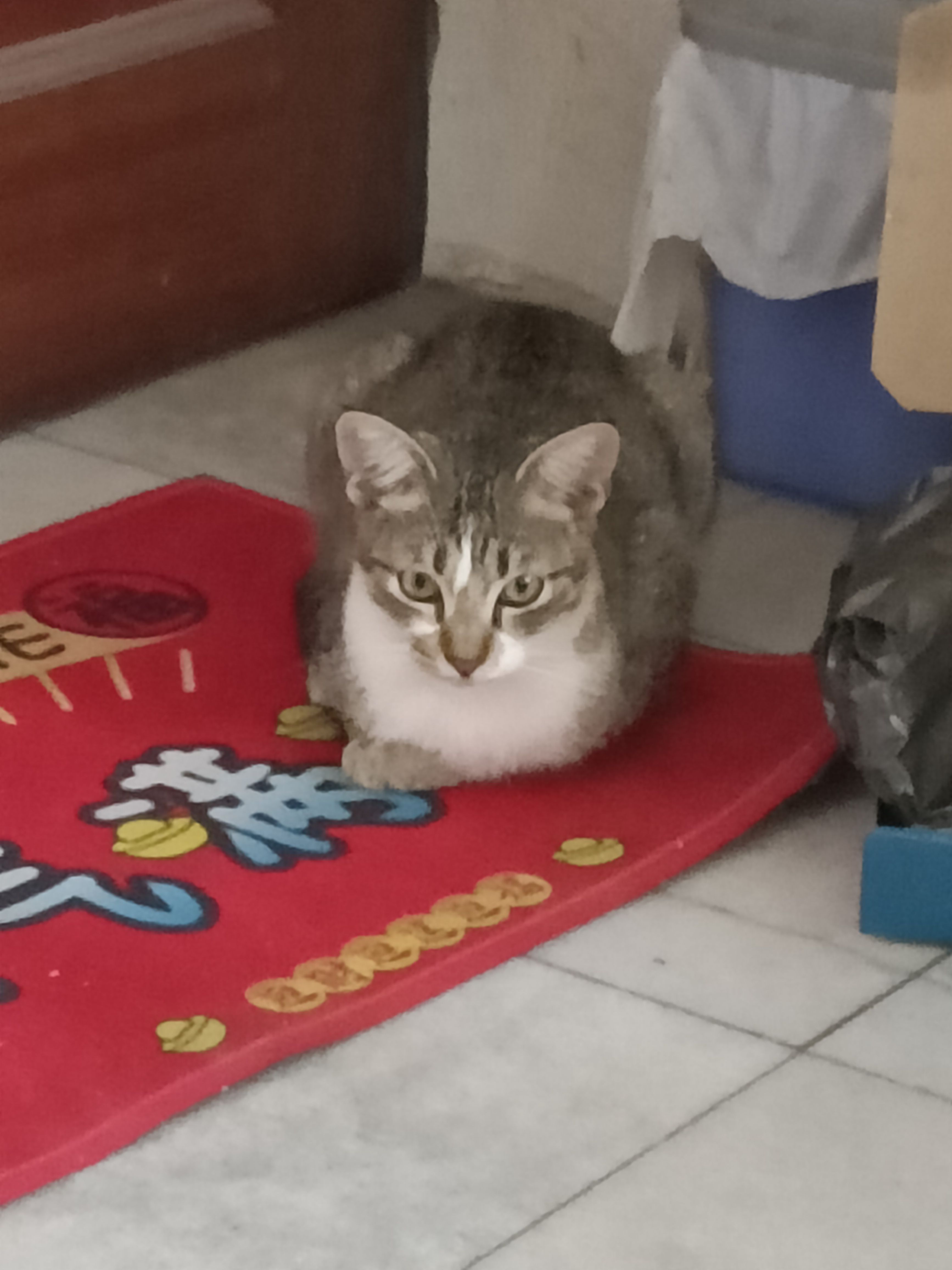 Mimi - 31250, Tanjong Rambutan