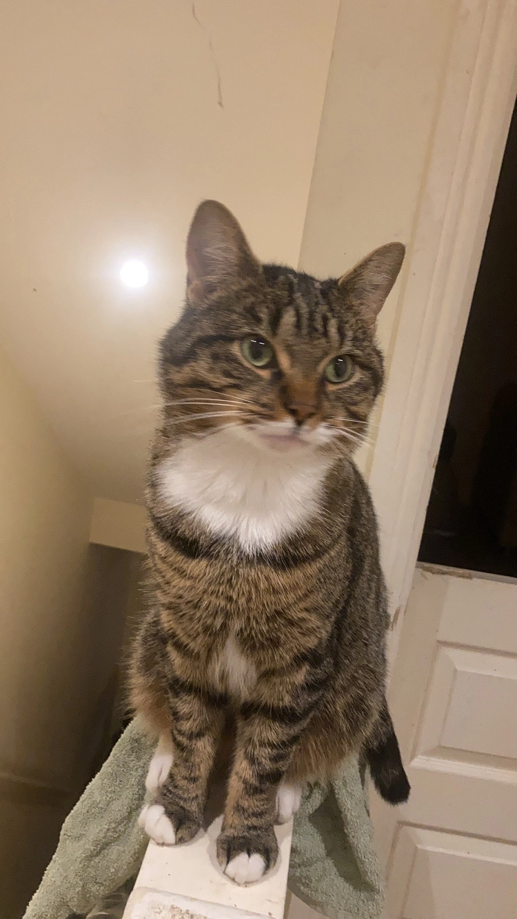 Gimz  - Milton Place, Stoneywood