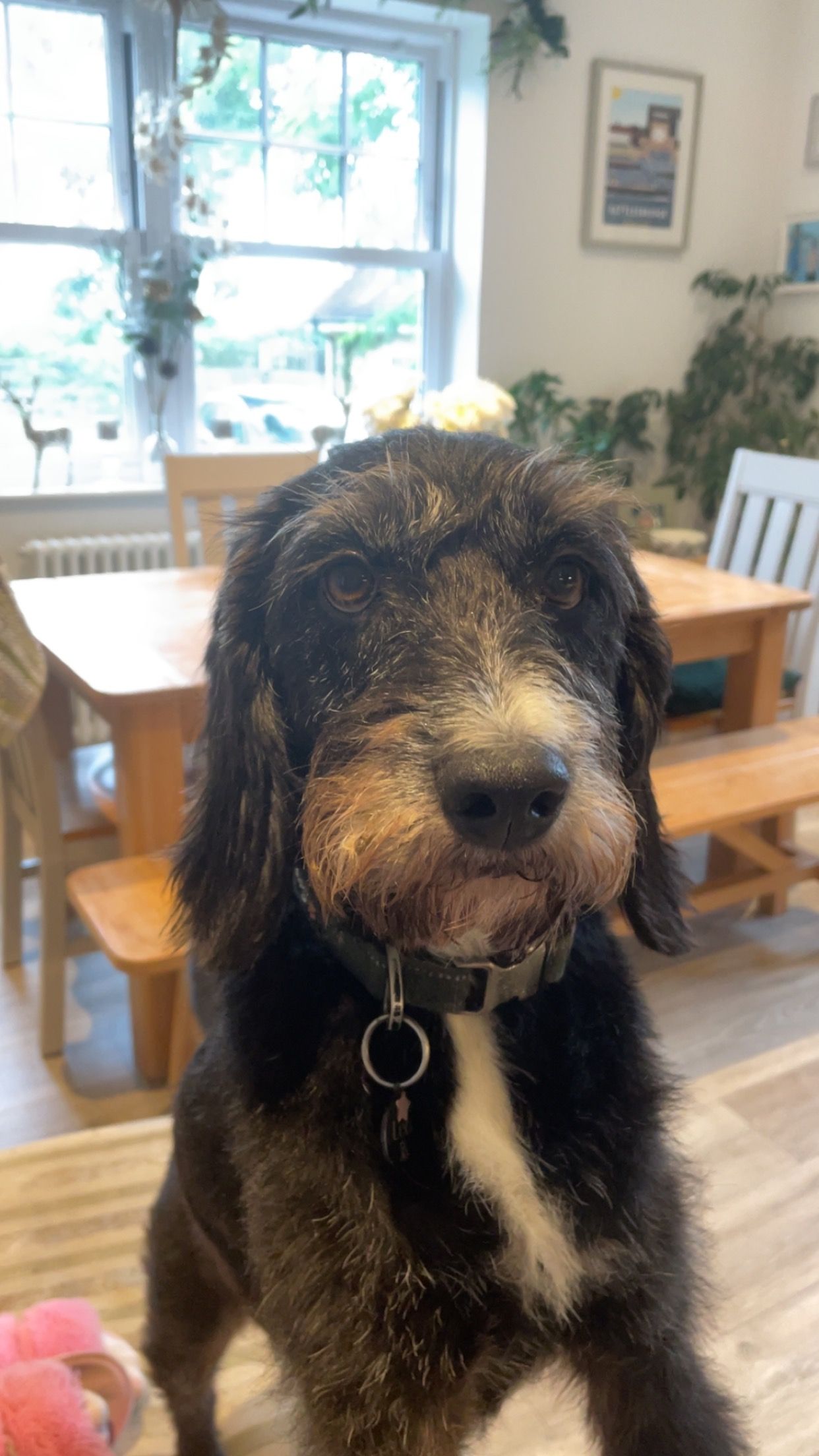 leo - Lubbards Close, Rayleigh