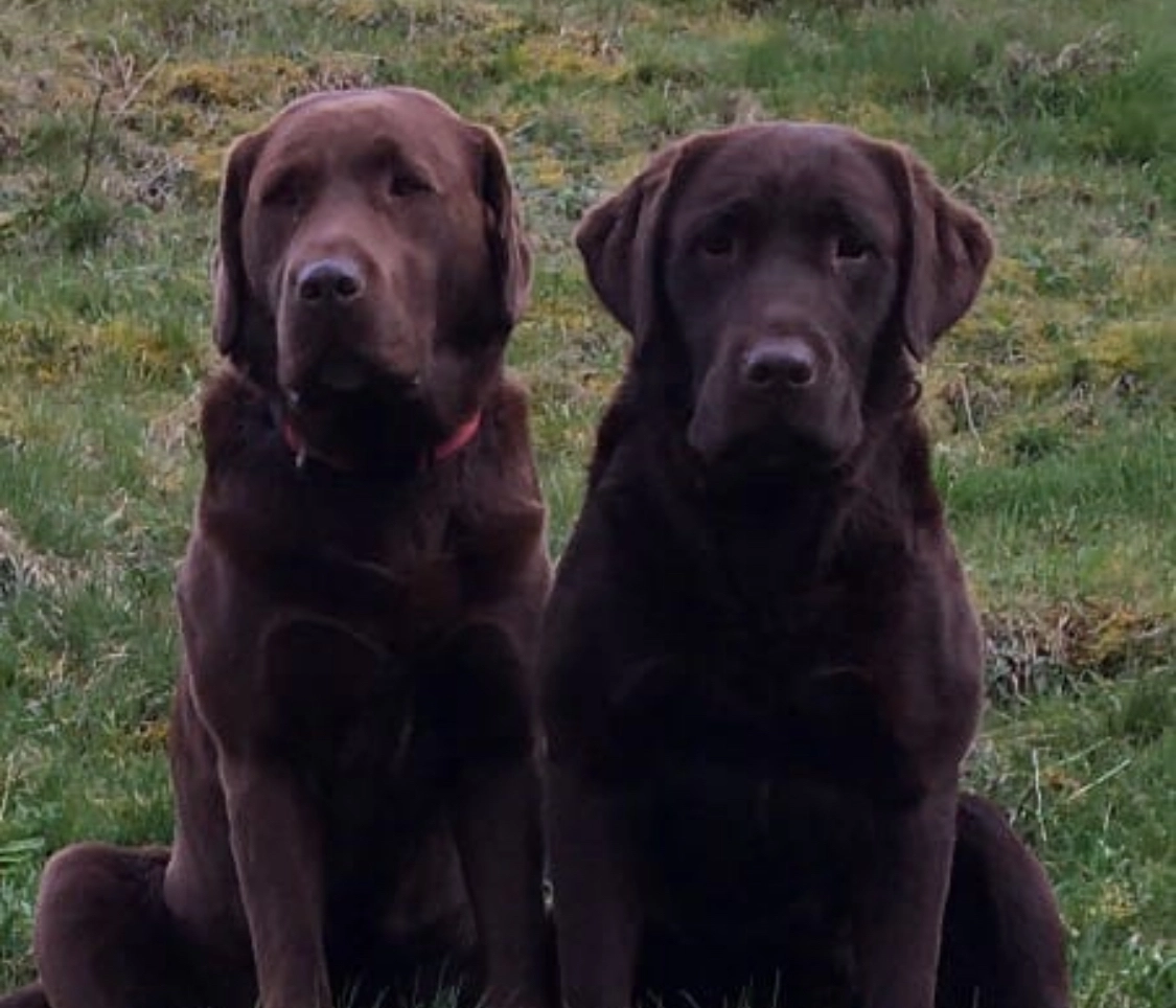 Labrador - 12 Rue du Chazal, Bussang