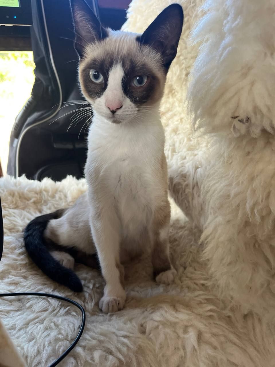 Smokey - Rua dos Brejos , Colares