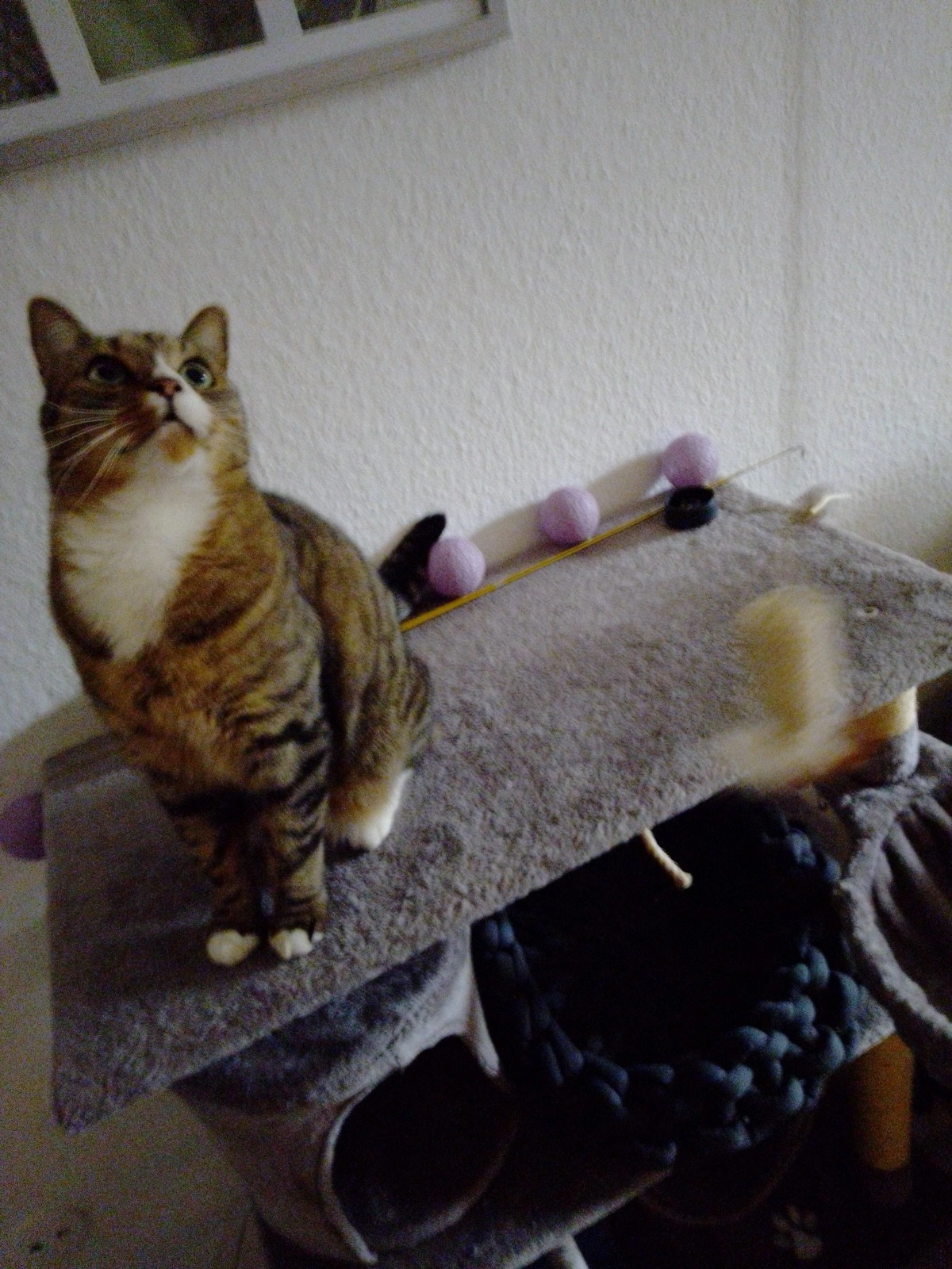 Milou  - Storchenweg 40, Wacken