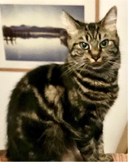 Long-haired Tabby - Oakridge Road, Basingstoke