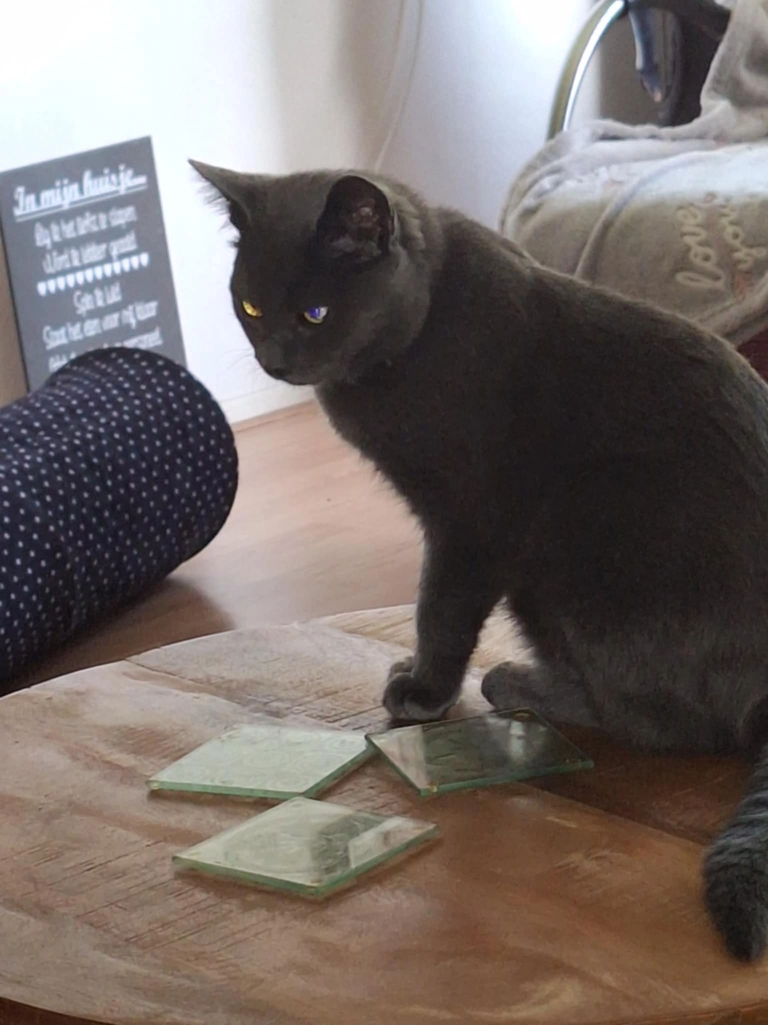 Rocco - Rijnstraat, Assen