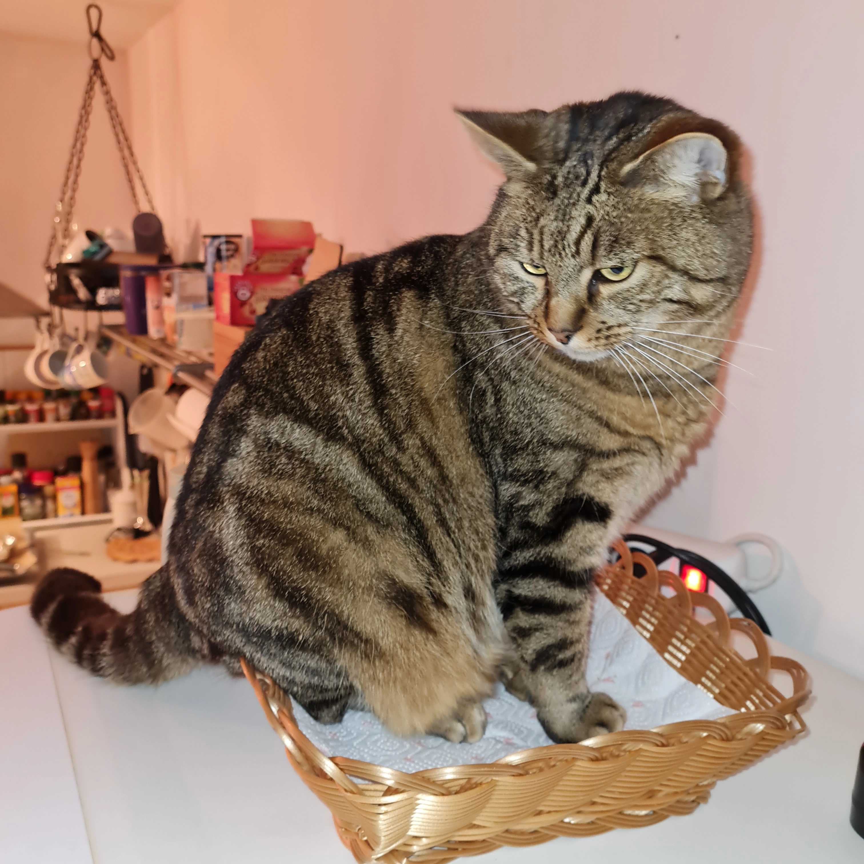 Linus - Posener Straße, Pfaffenhofen an der Ilm