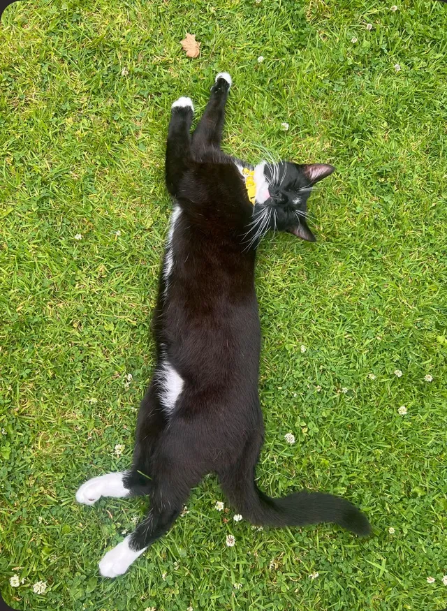 Oreo - BD18 3, Shipley