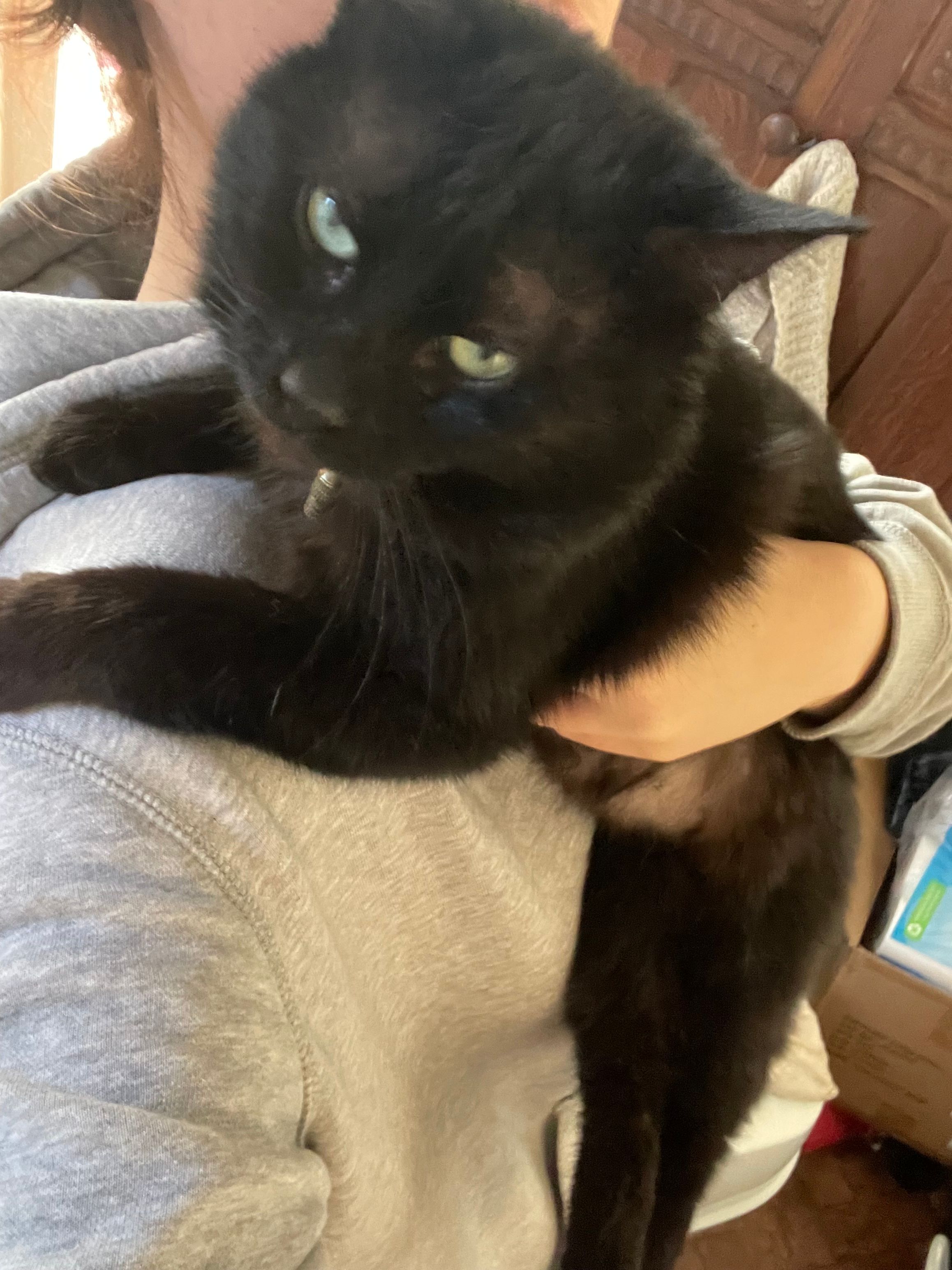 Milo - Bryntirion Avenue, Rhyl