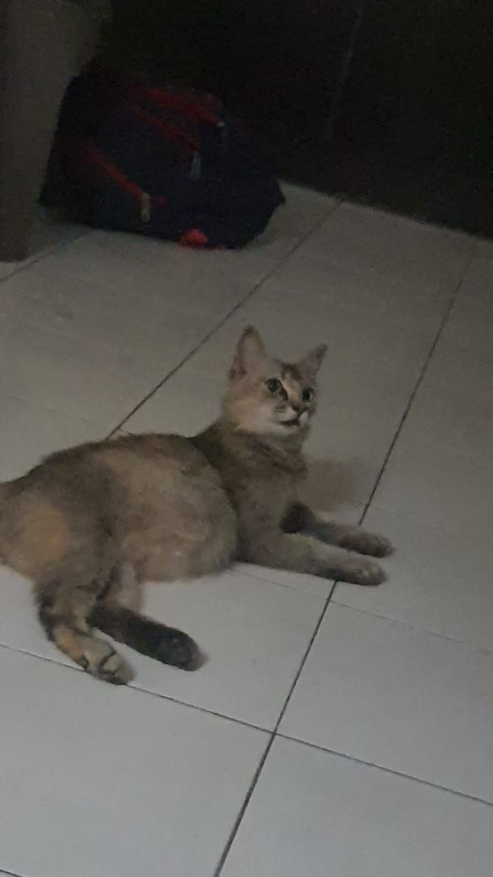 Krishni - 40170, Shah Alam