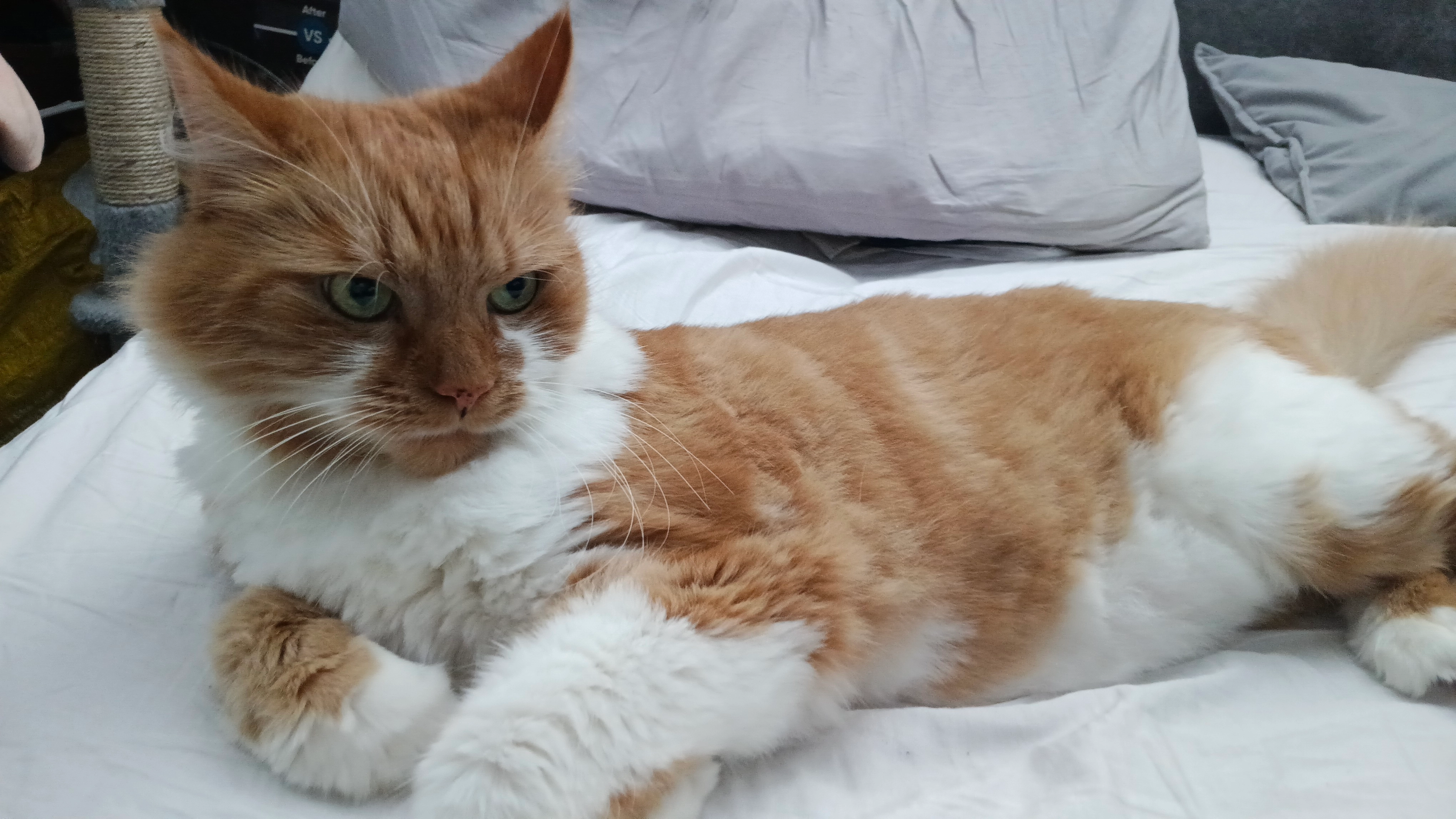 Leo - 51 Fernley Road, Birmingham