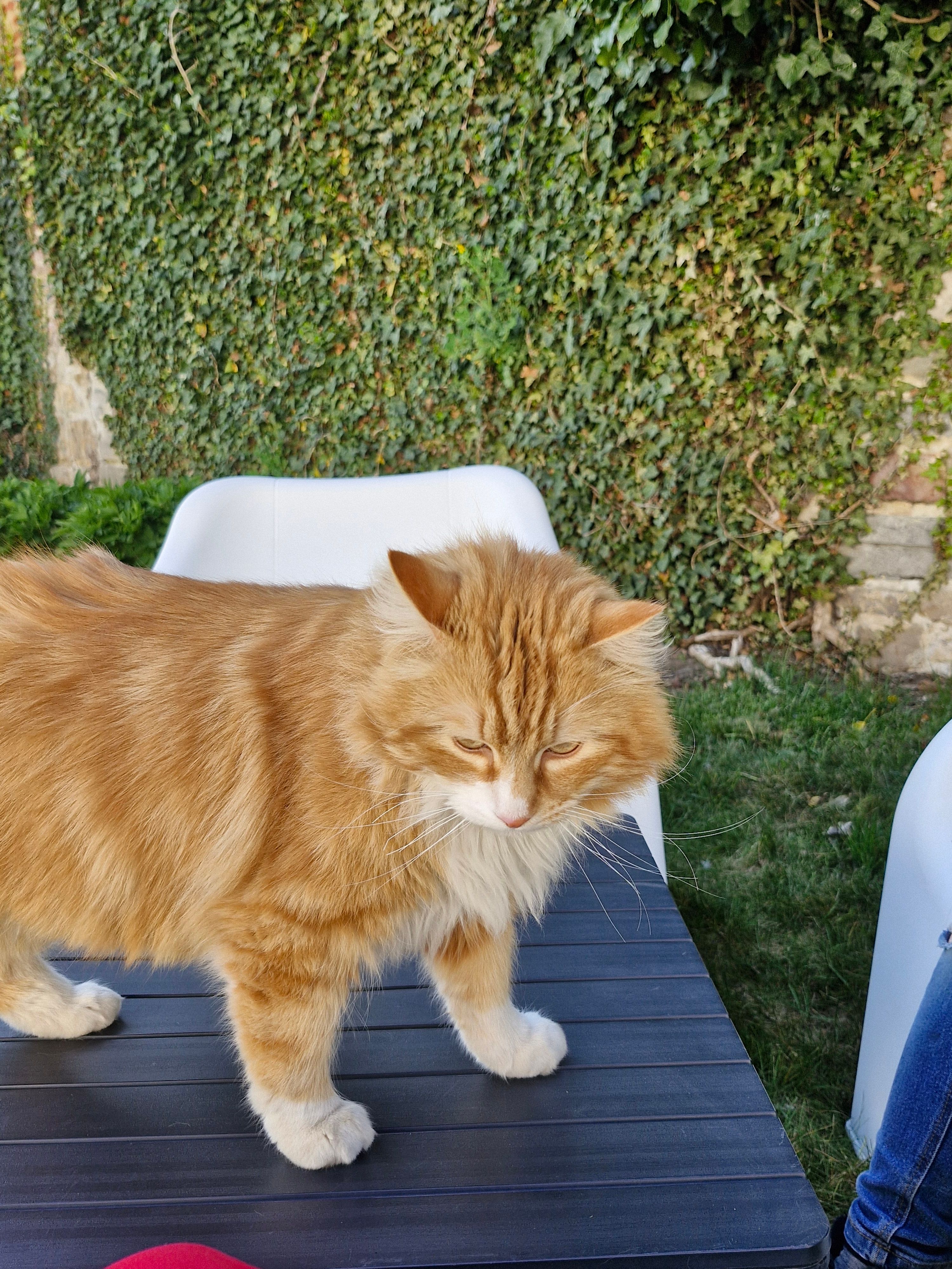 Garfield  - Voie Miclette, Binche