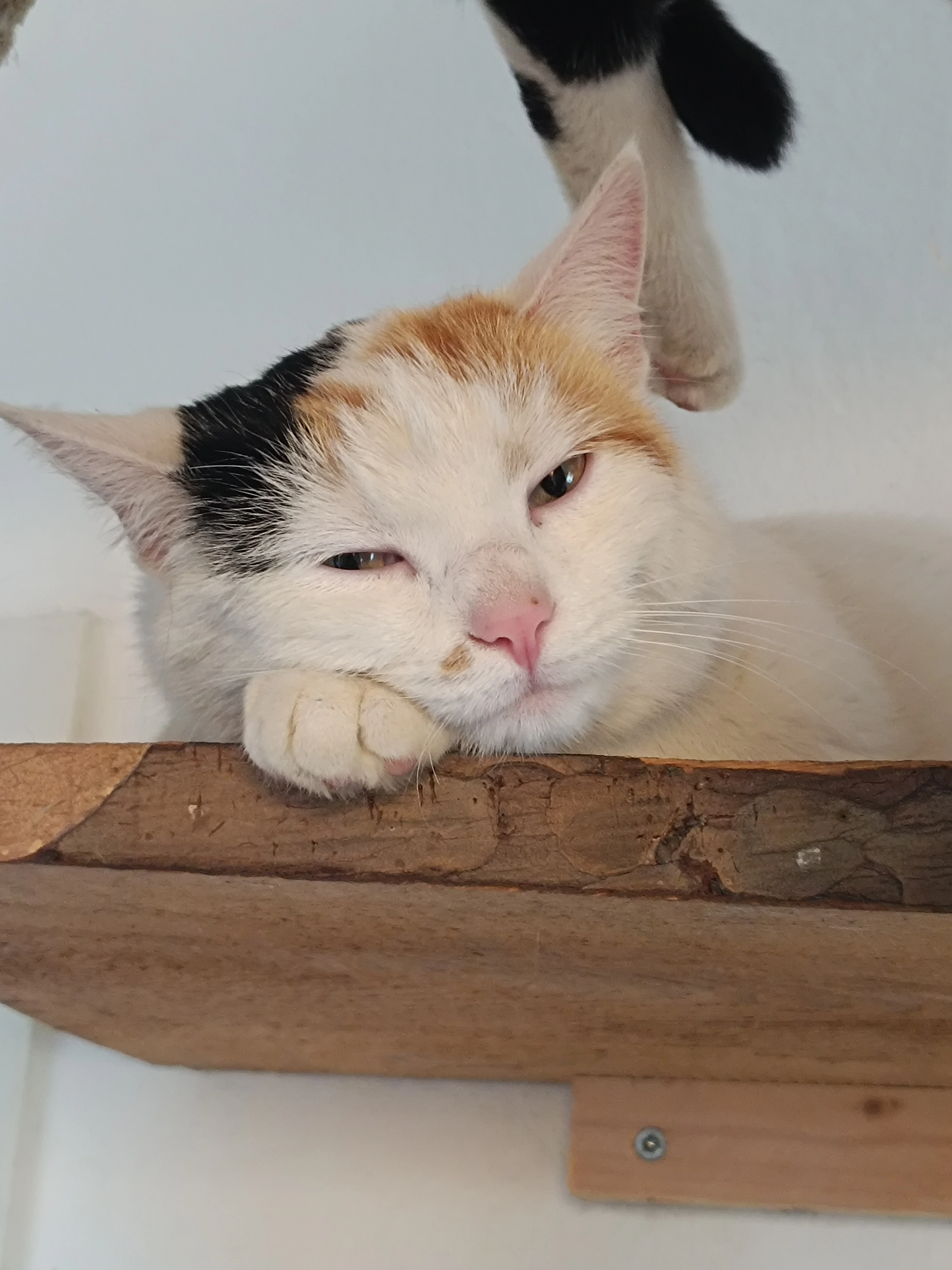 Marshmallow - Liebensdorf 69, Empersdorf