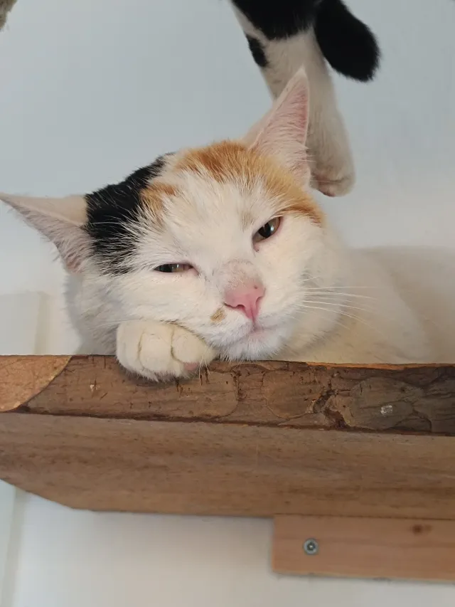 Marshmallow - Liebensdorf 69, Empersdorf