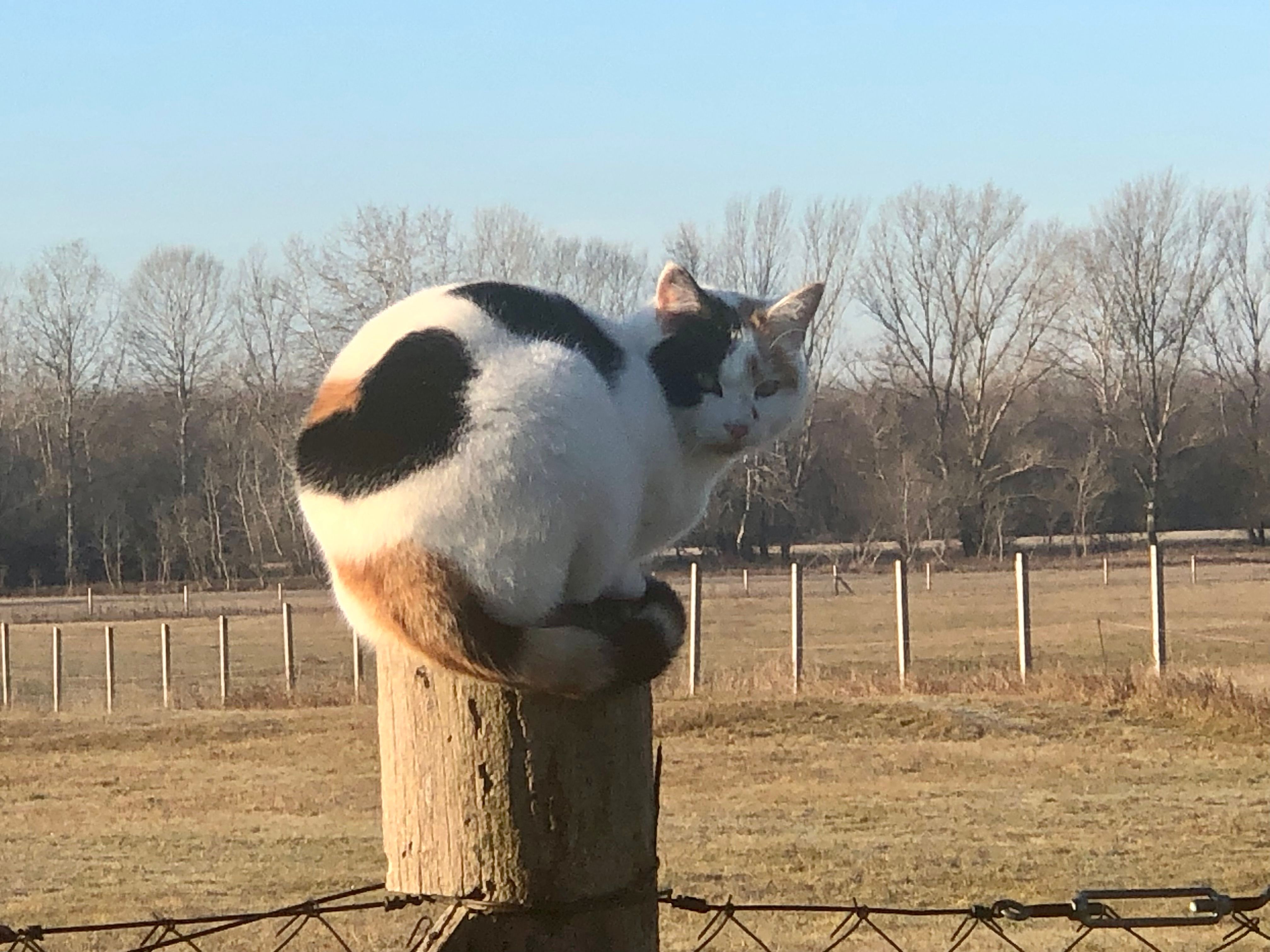 Praline - 6116, Fülöpjakab