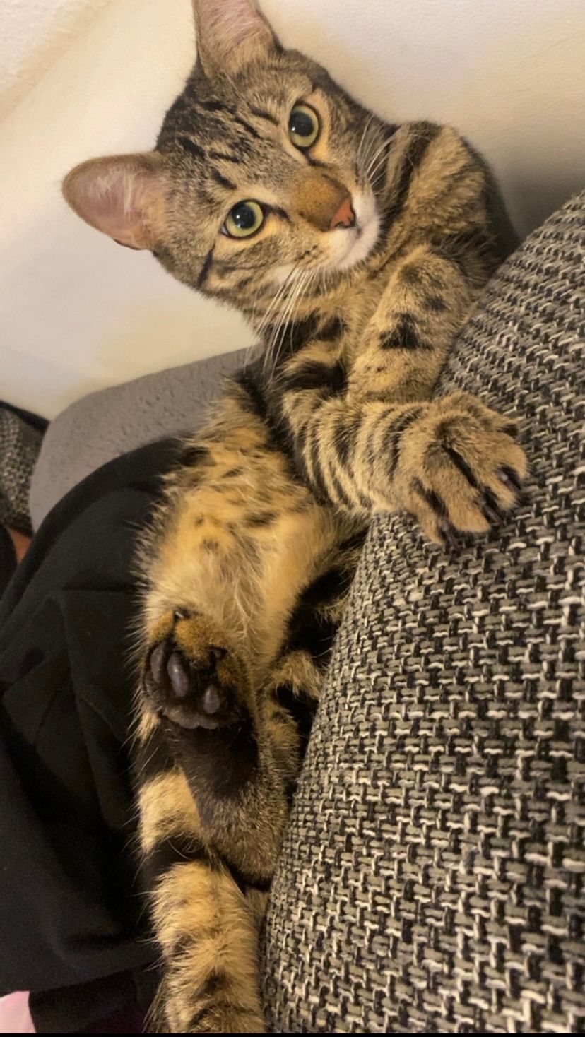 Pippo - 67737, Olsbrücken