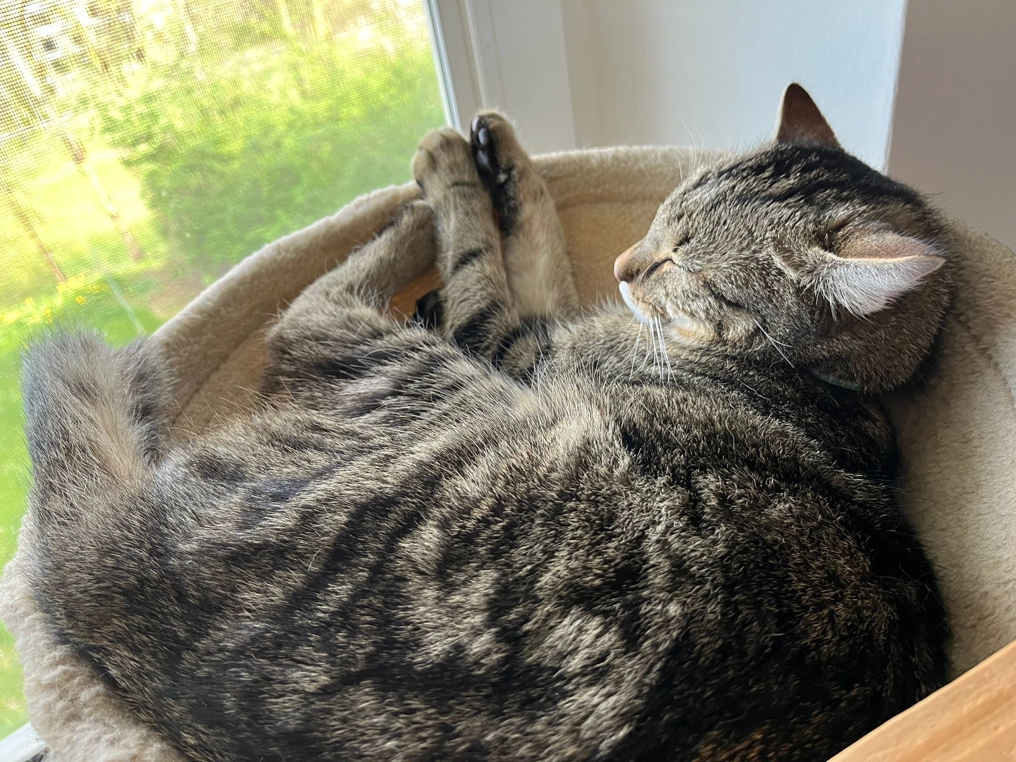 Nio - Angerleite, Coburg