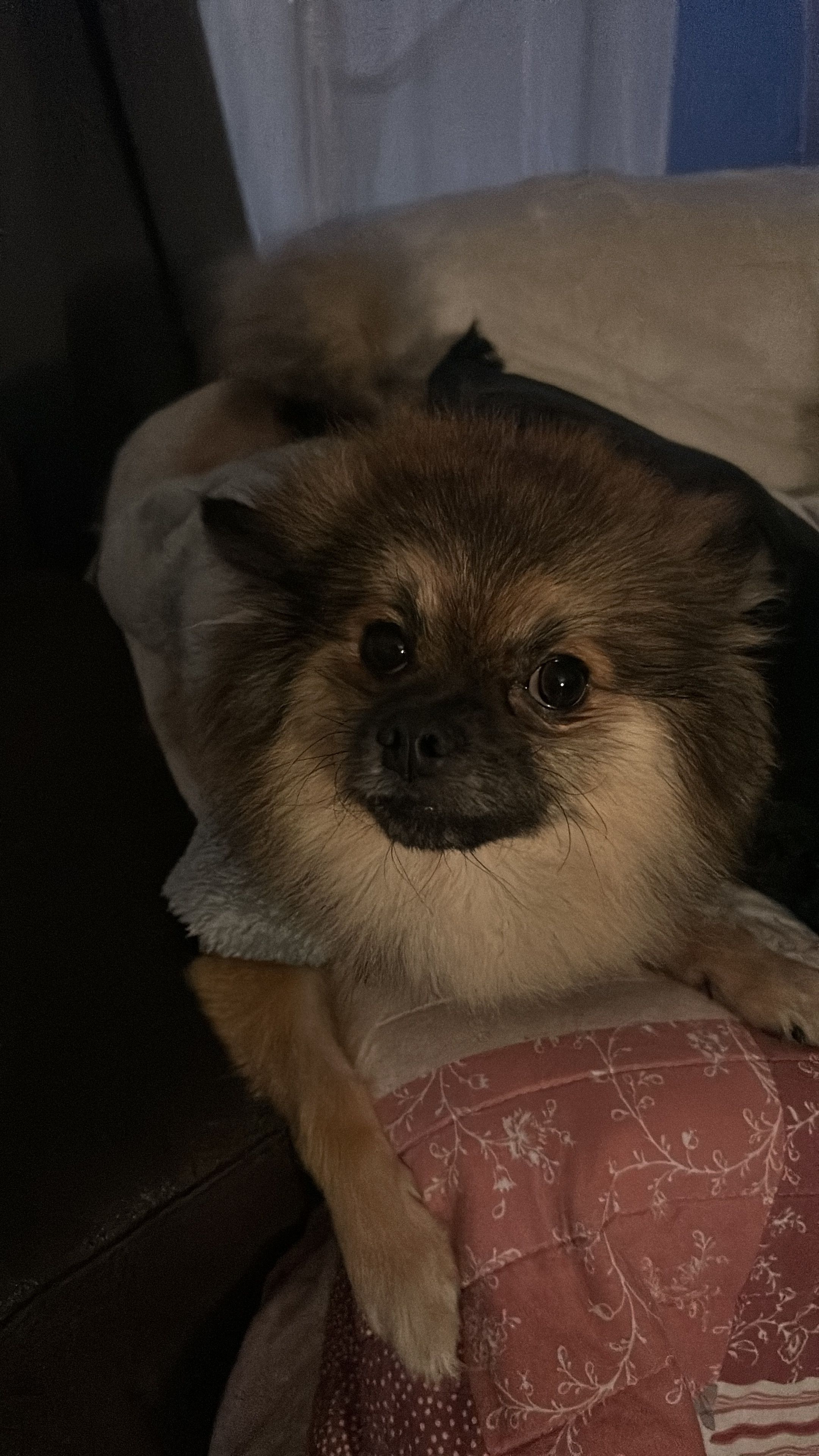 Chichi - Dubbeldamseweg Noord, Dordrecht