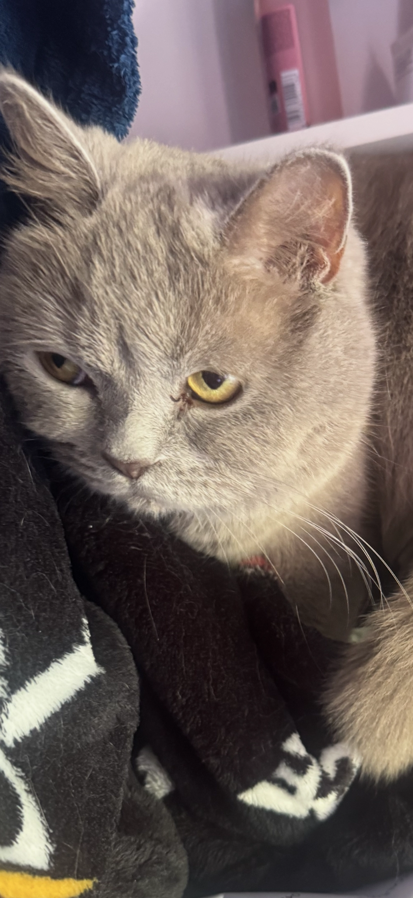 Mila - 29 Avenue Jean Jaurès, Roussillon