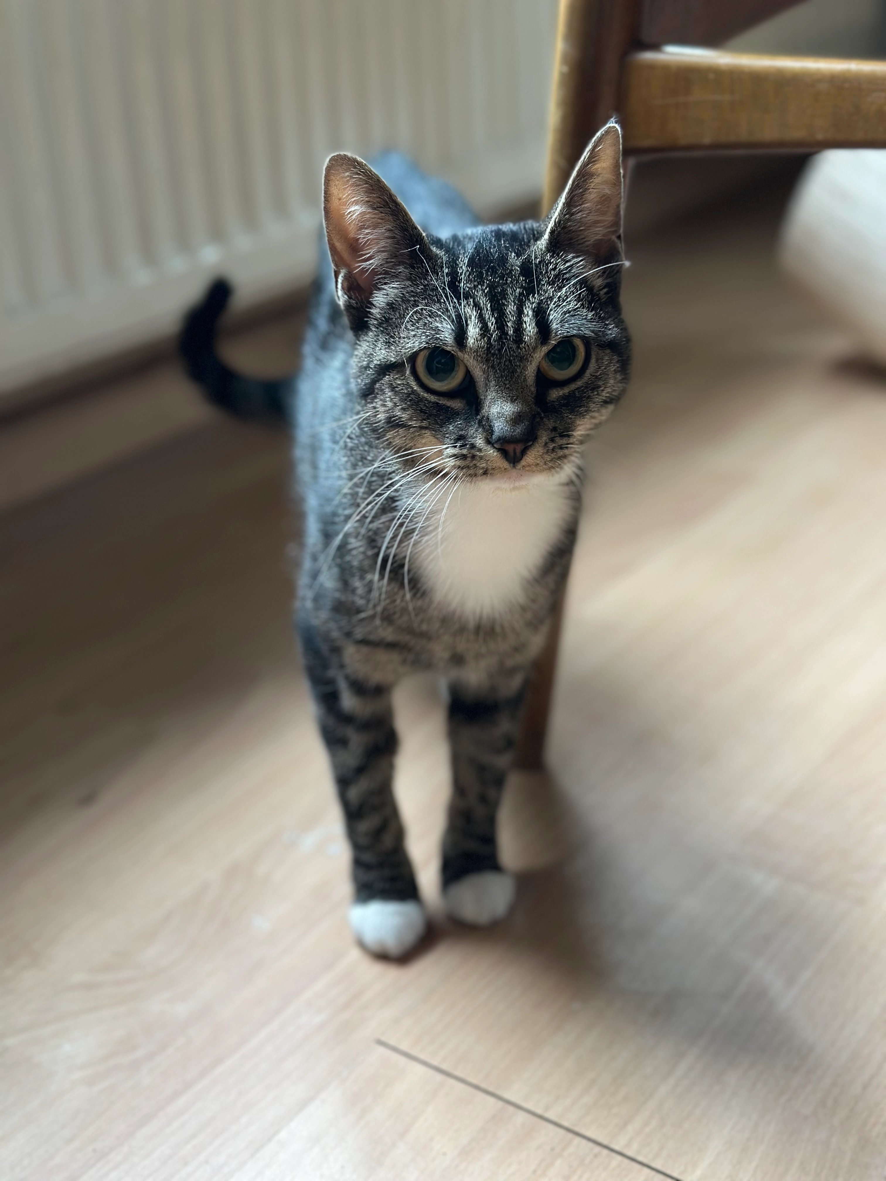 Sarah - Bergstraße , Hemmingstedt