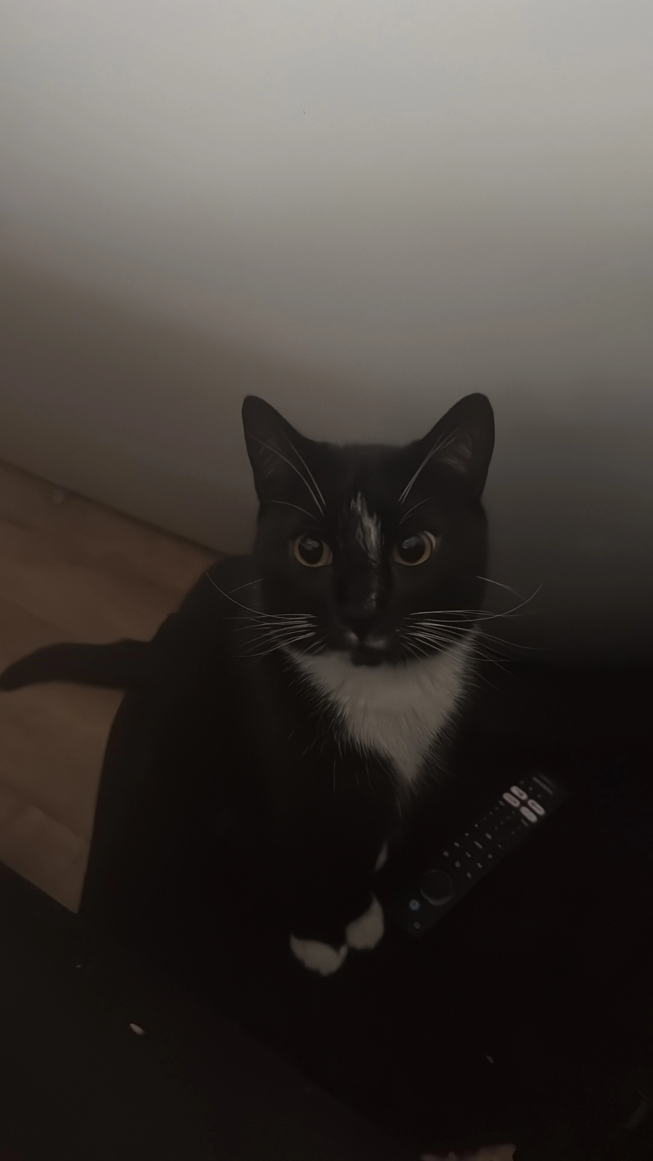 Bruno - Byland Road, Newcastle Upon Tyne