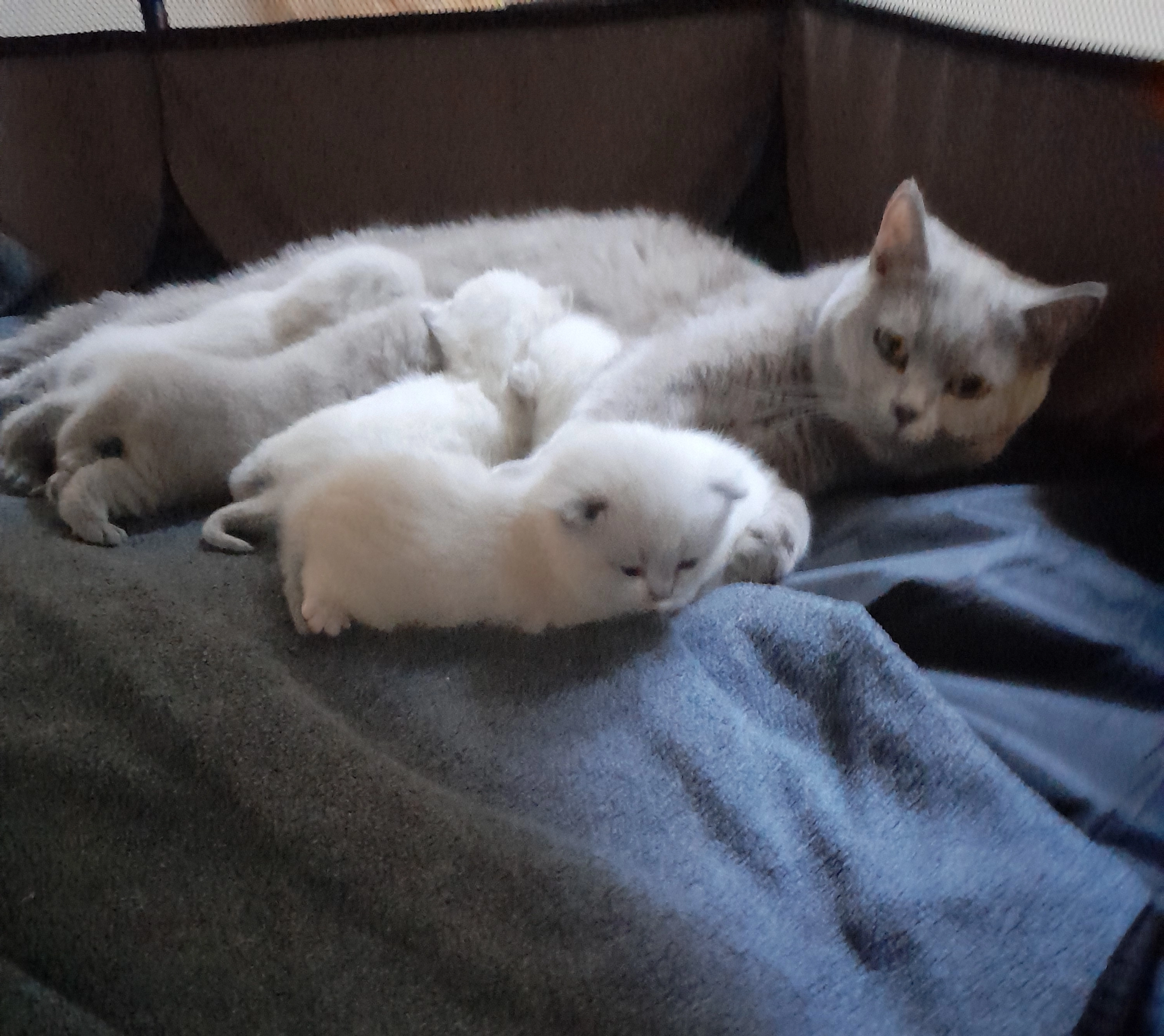 Lulu - Grüner Weg, Mönchengladbach