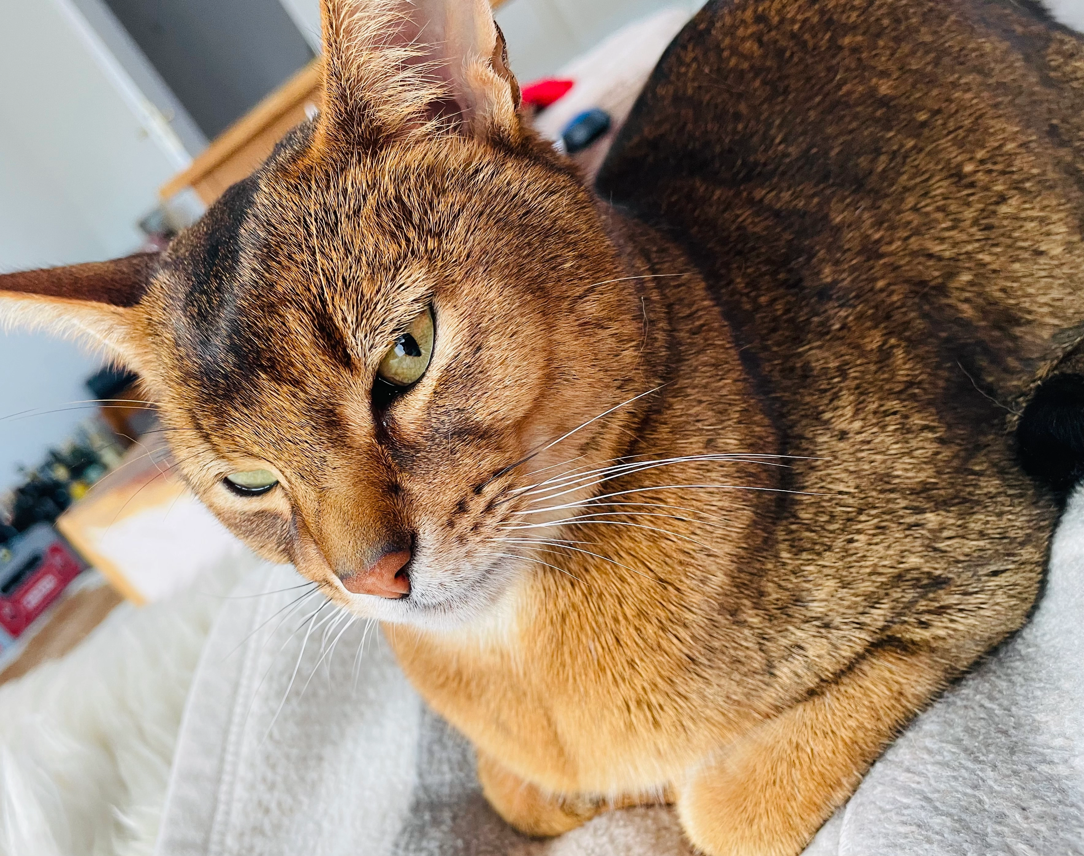 Simba - Drosselweg, Bimöhlen