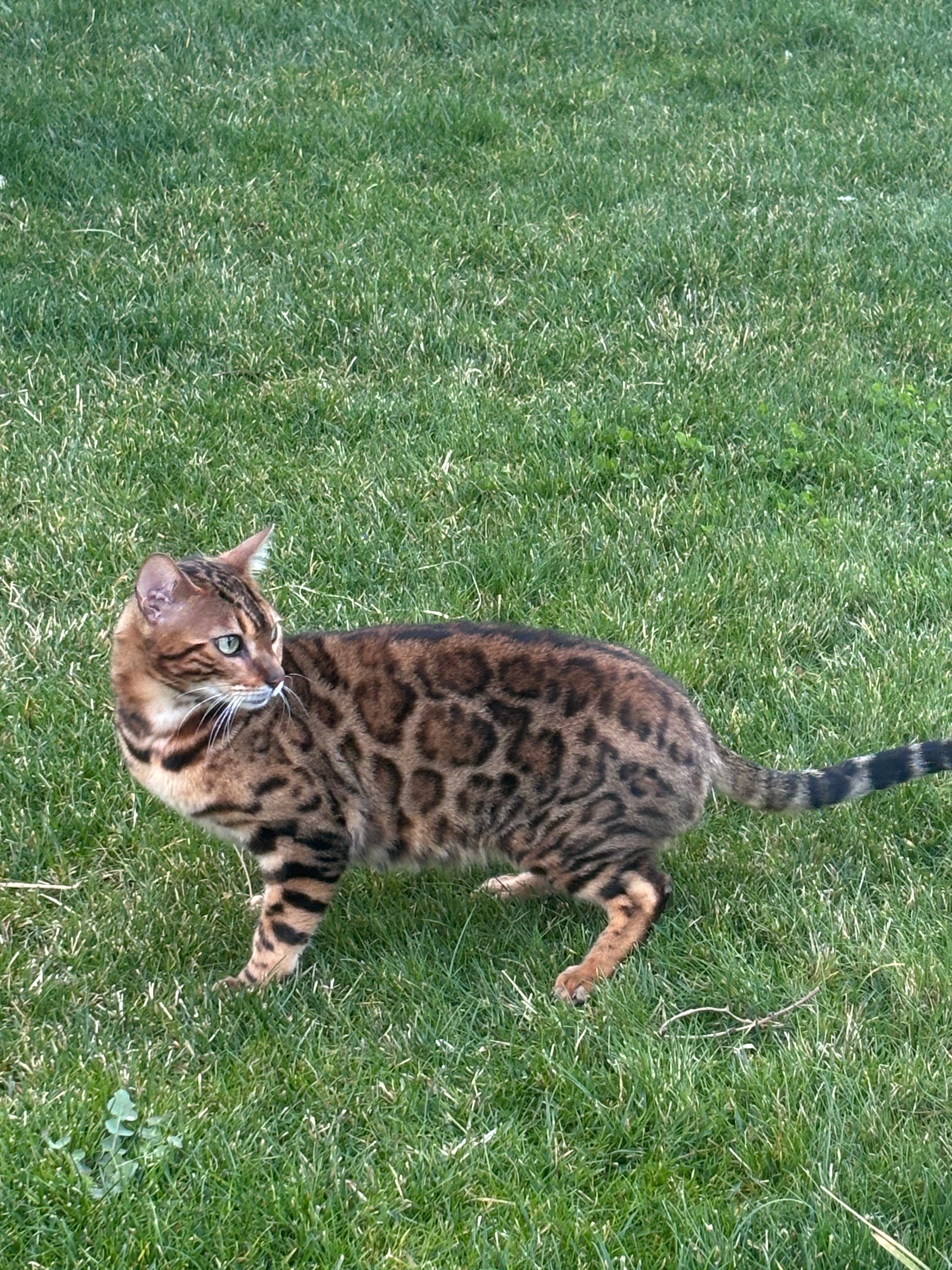 CHINA - Camino Carbonero, Tabanera la Luenga