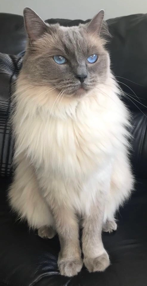 Fluffy - Fir Road, Huddersfield