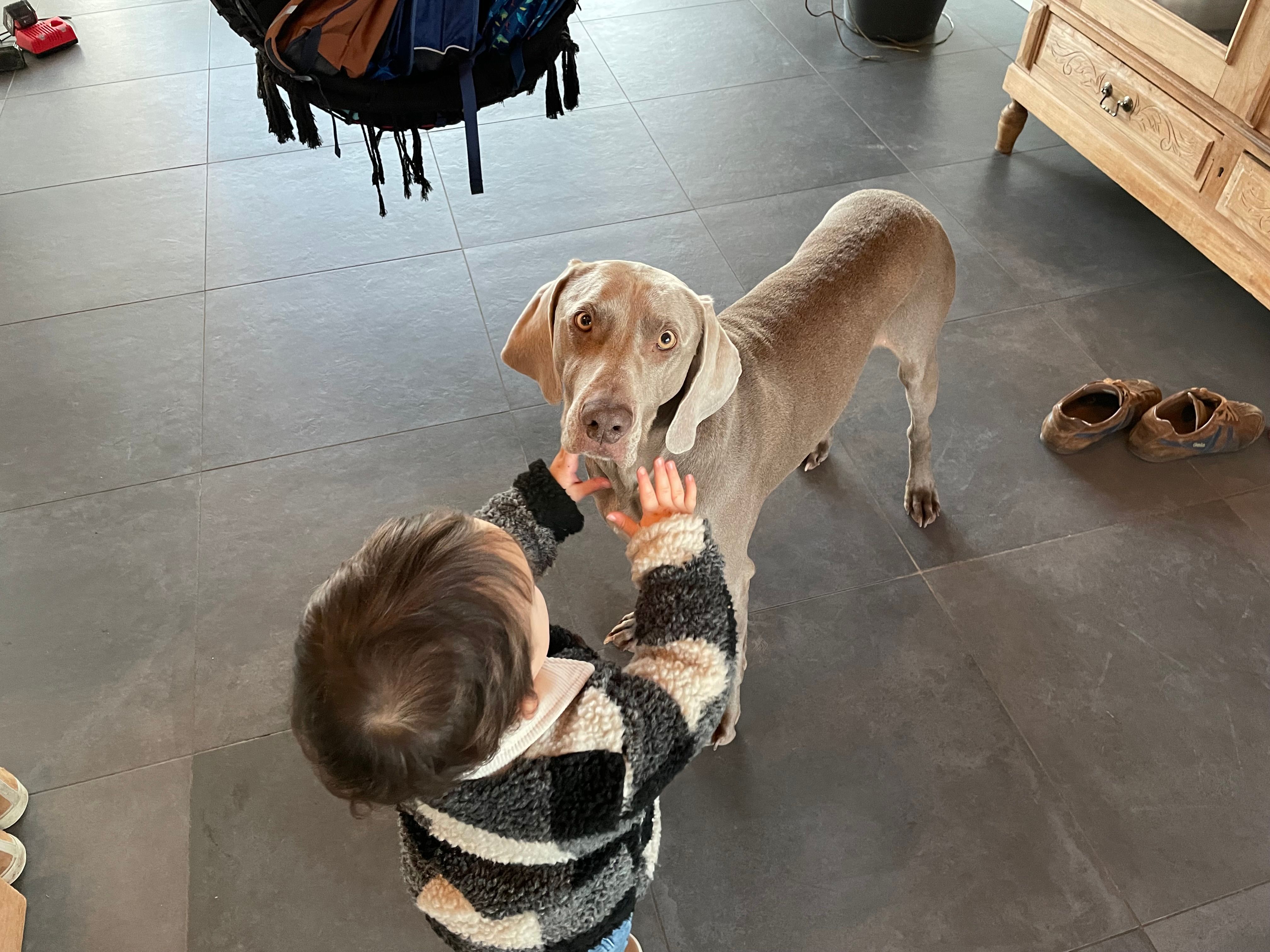 Pele - Vandenberghewegel, Damme