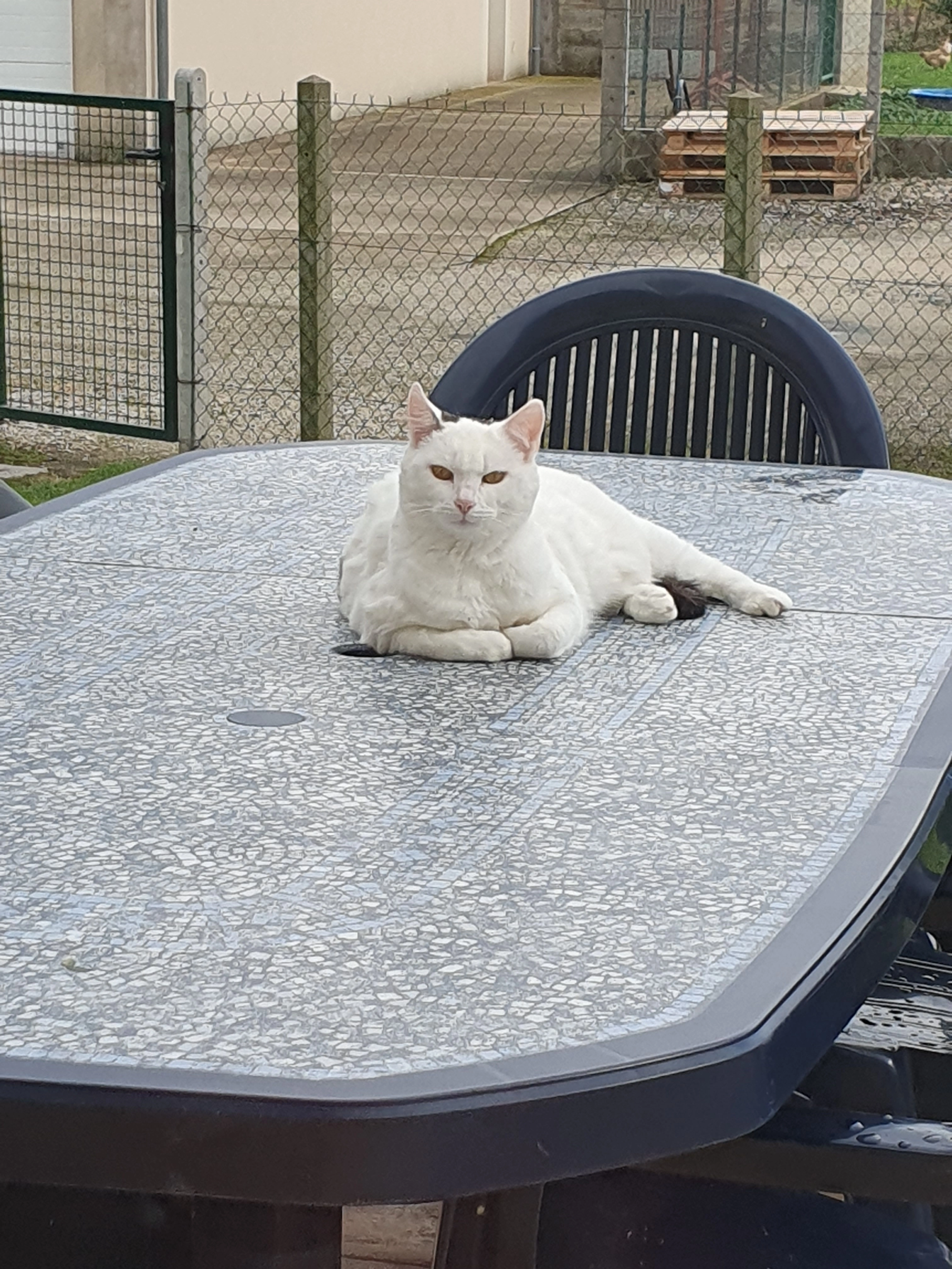 Neige - Route D'isaac, Le Mans