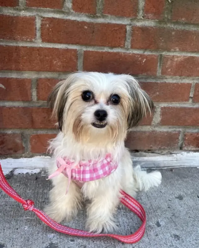 Bella - Mason Dr, Oklahoma City