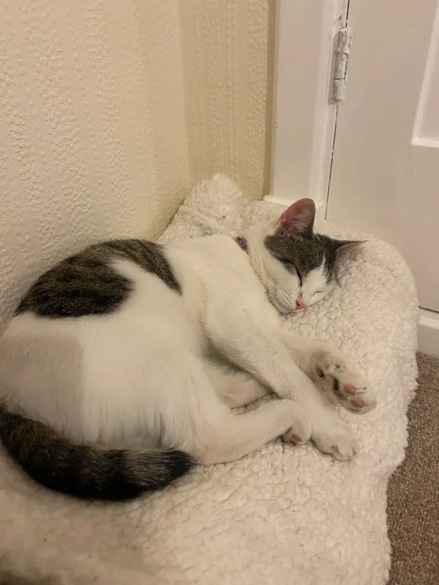 Bella - BA12 0, Warminster