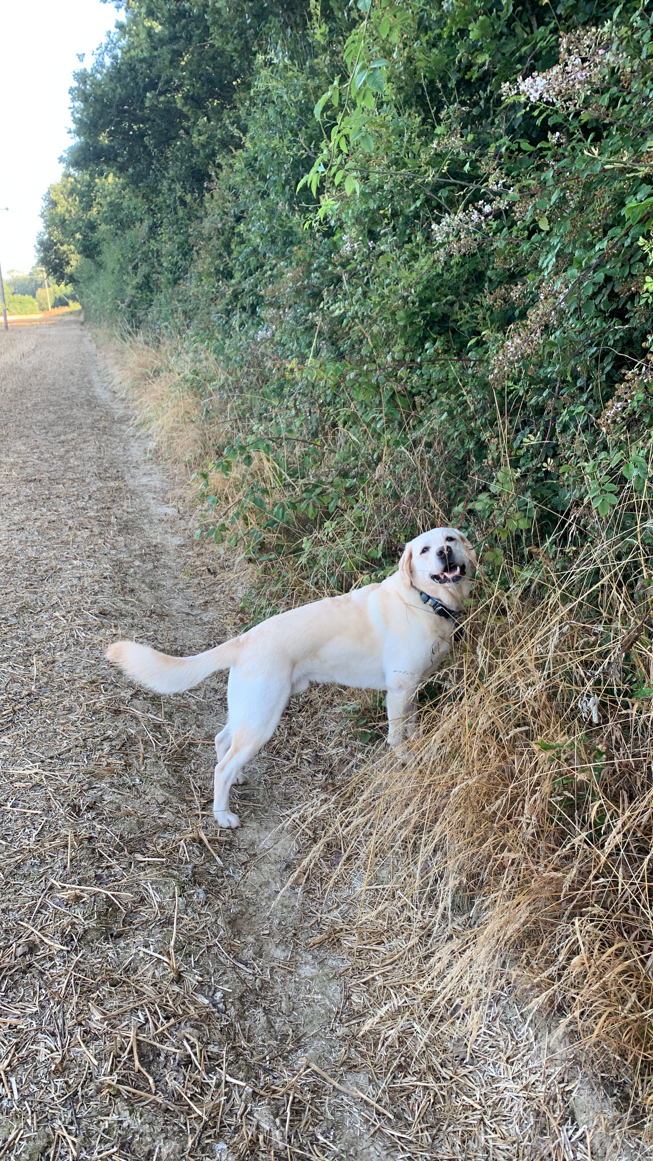 Watson  - Lydens Lane, Edenbridge