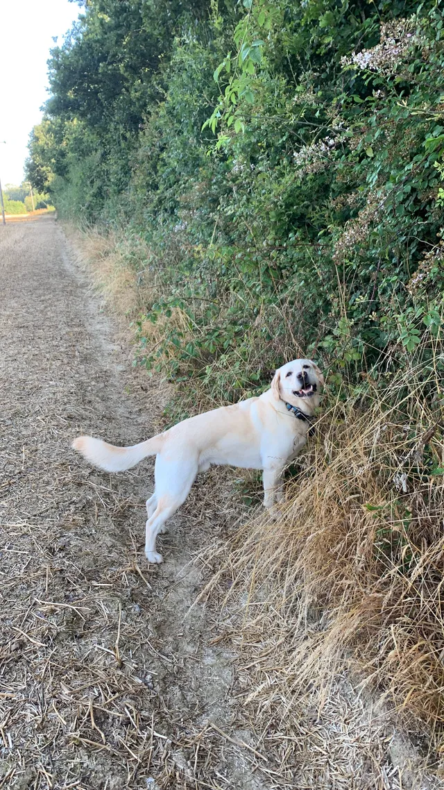 Watson  - Lydens Lane, Edenbridge