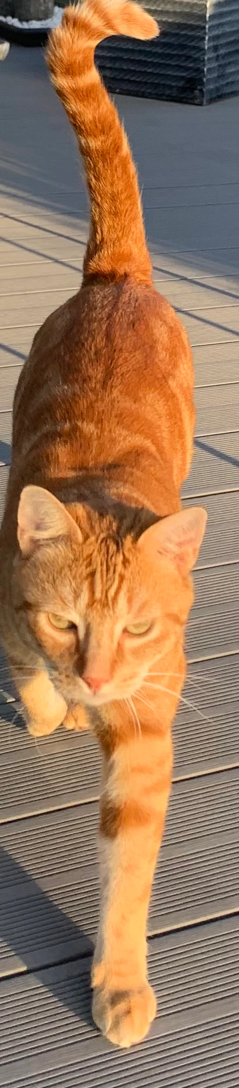 Tao - Rue du Café Blanc, Octeville-sur-Mer