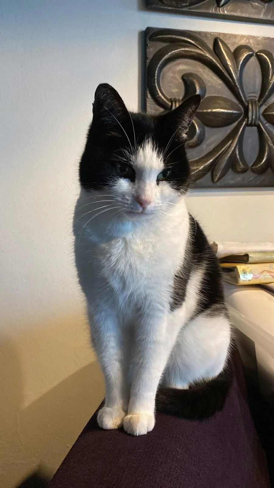 Sjimpie - Sportlaan, Zuid-Holland