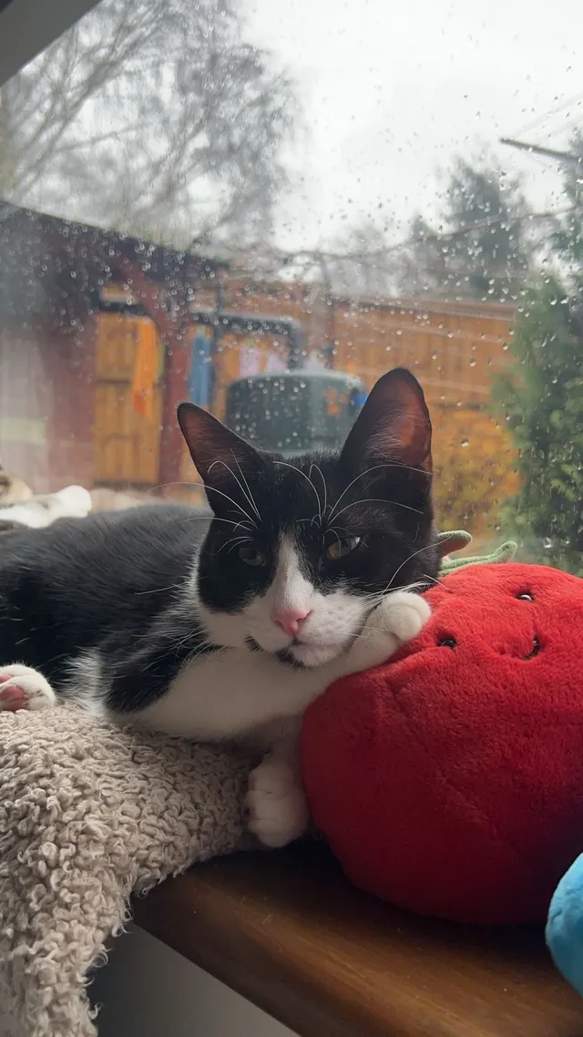Simba  - East Crescent, Windsor