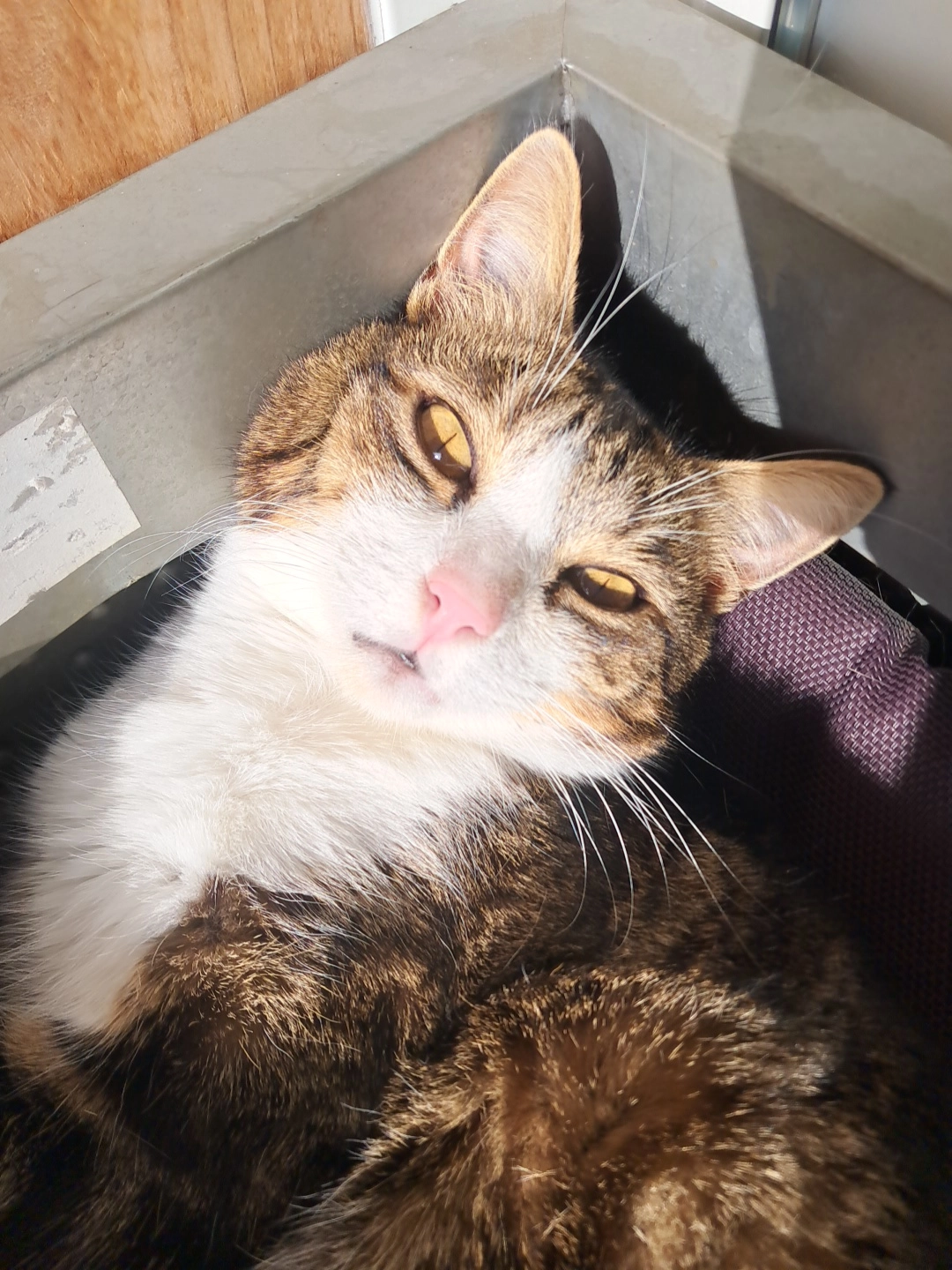 Coyotte - Rue Des Marines De Saint-Clair, Sète