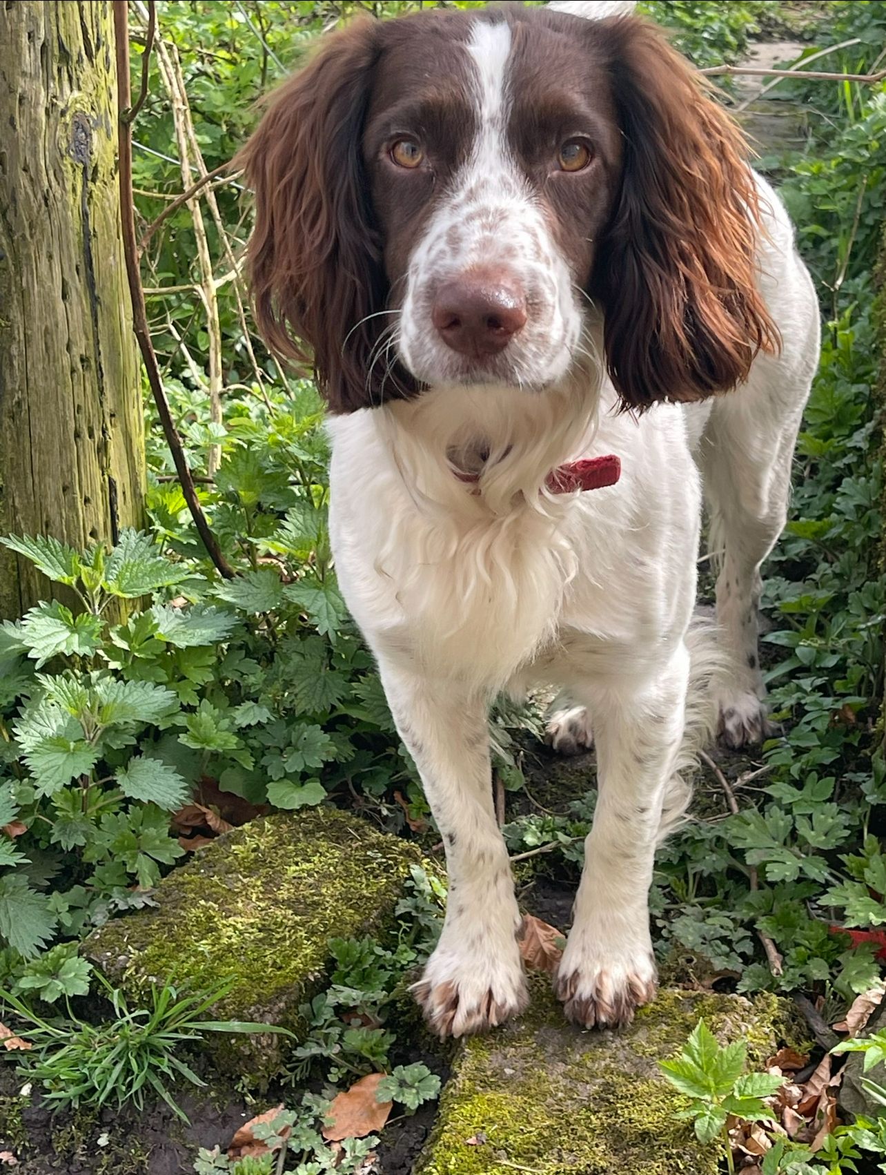 Loki - Rabbit Lane, Clitheroe