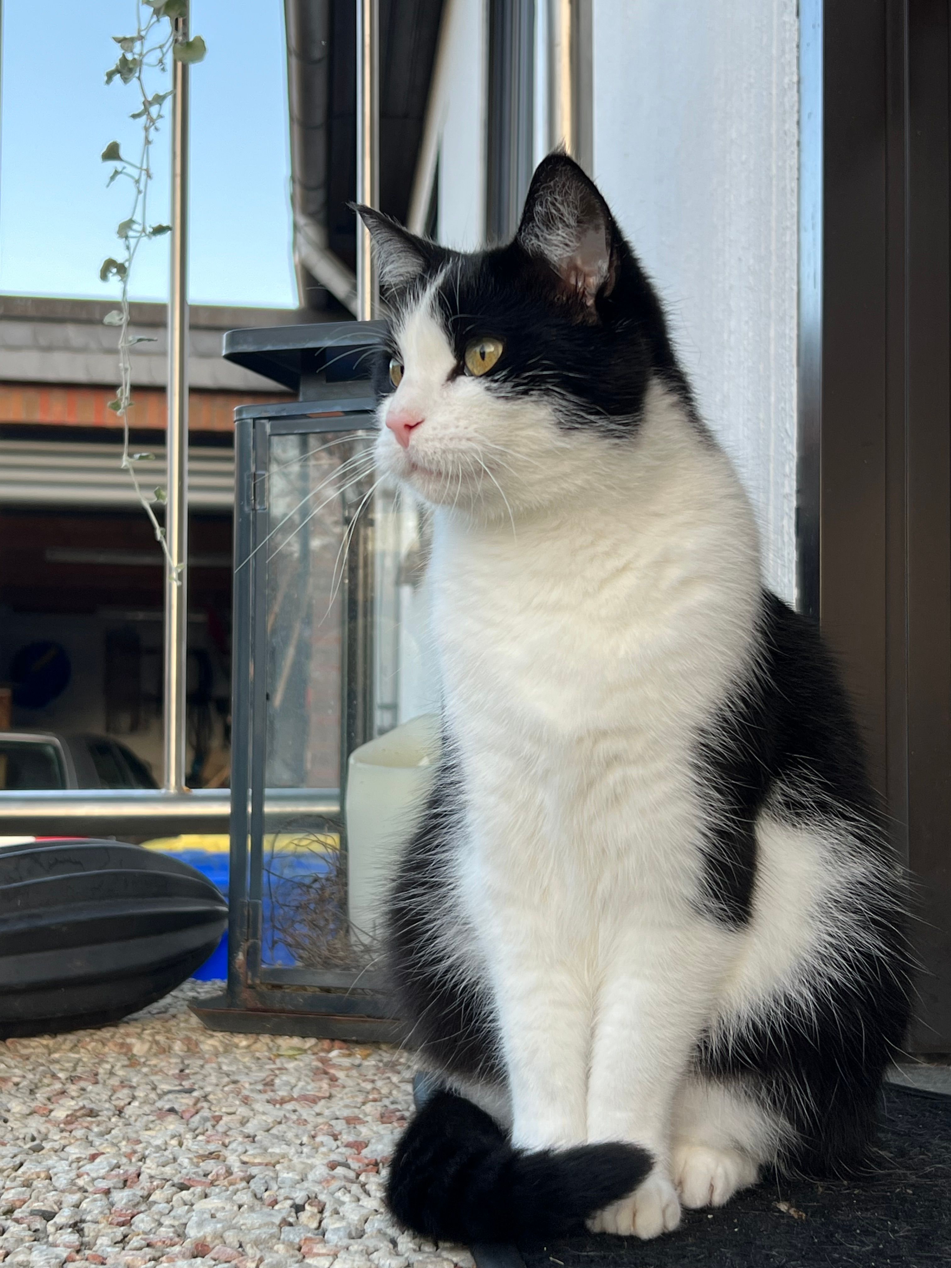 Coco - Am Spottberg, Seesen