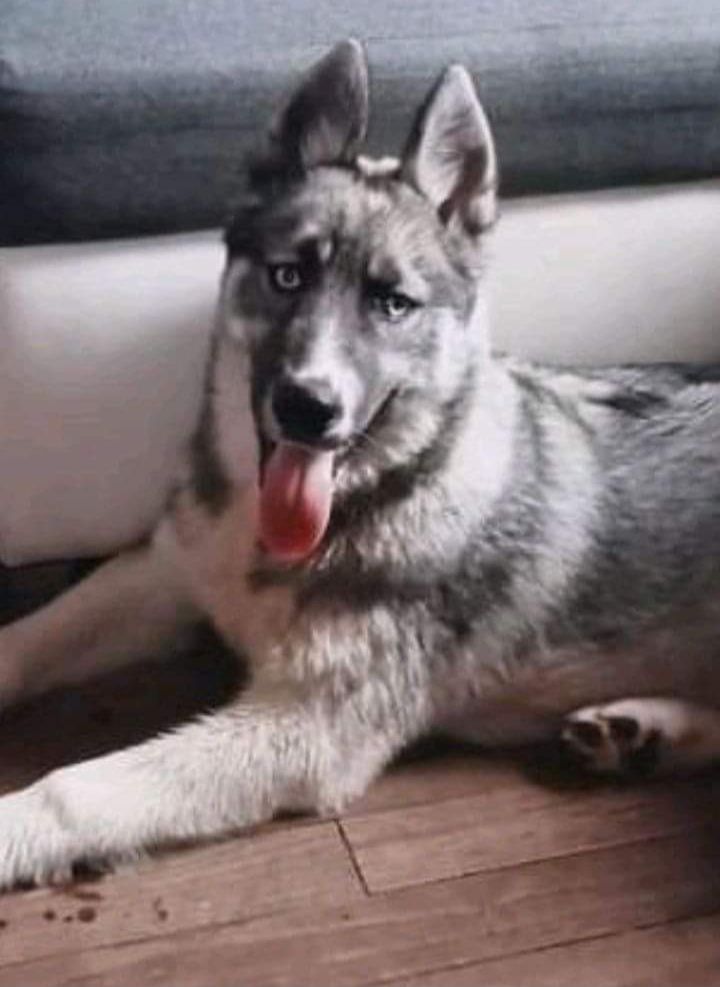 Olaf - Chemin De Maison Haute, Siorac-en-Périgord