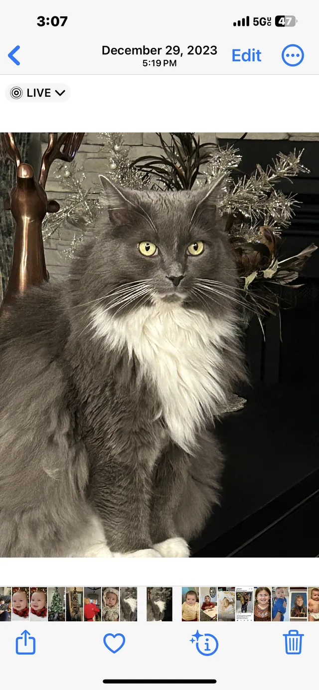 Bootsie - Charlotteville Dr N, Toms River
