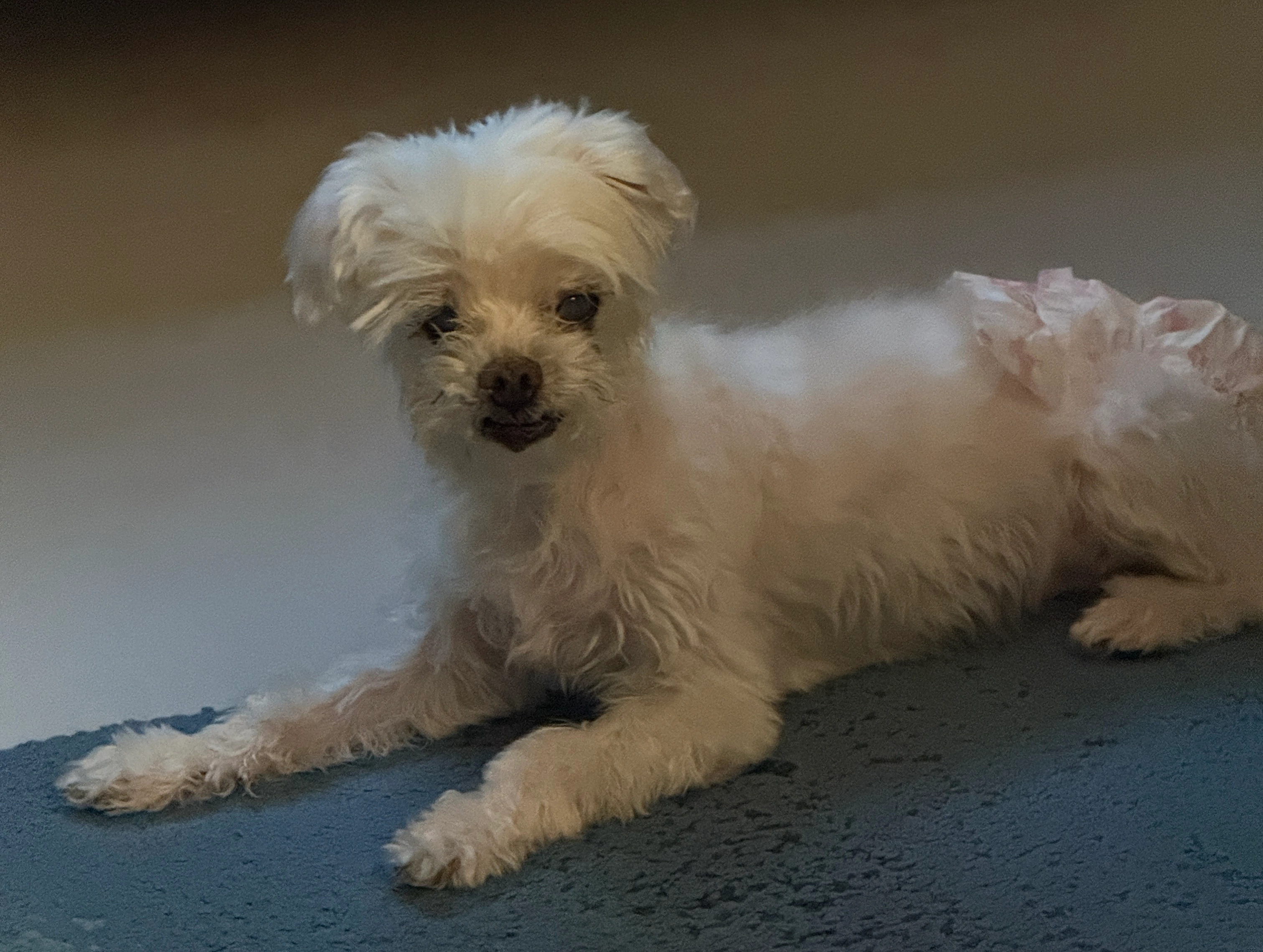 Ellie - Lorong 2 Toa Payoh, Singapore