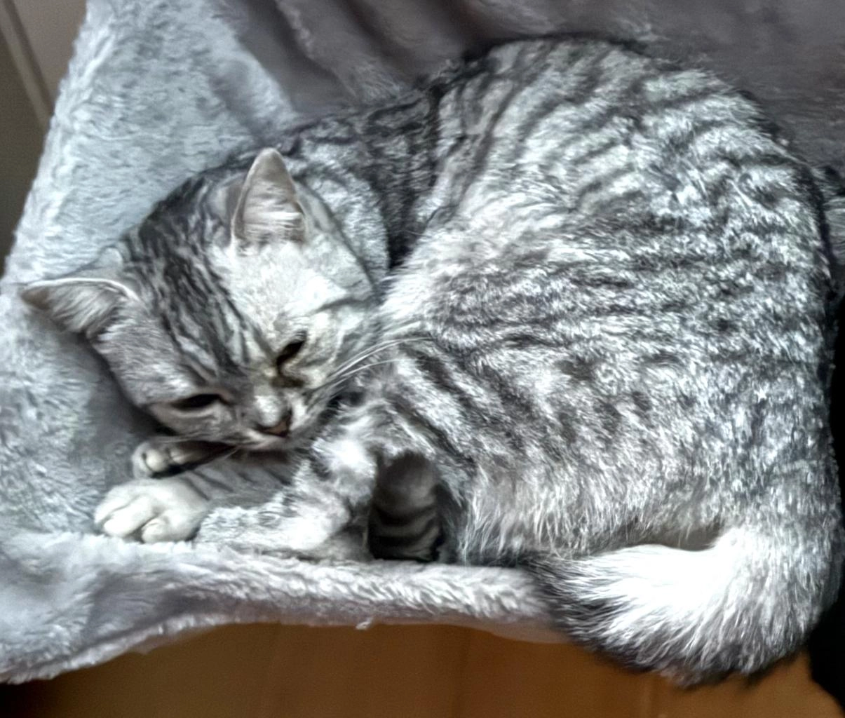 Patty - 6B Rue Pierre Dugelay, Neuville-sur-Saône