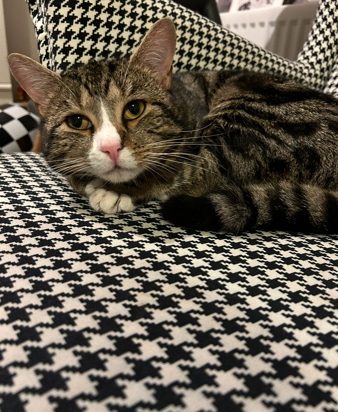 Olive - Regis Manor Road, Reading