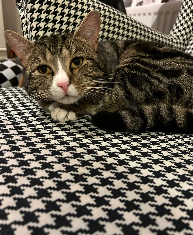 Olive - Regis Manor Road, Reading